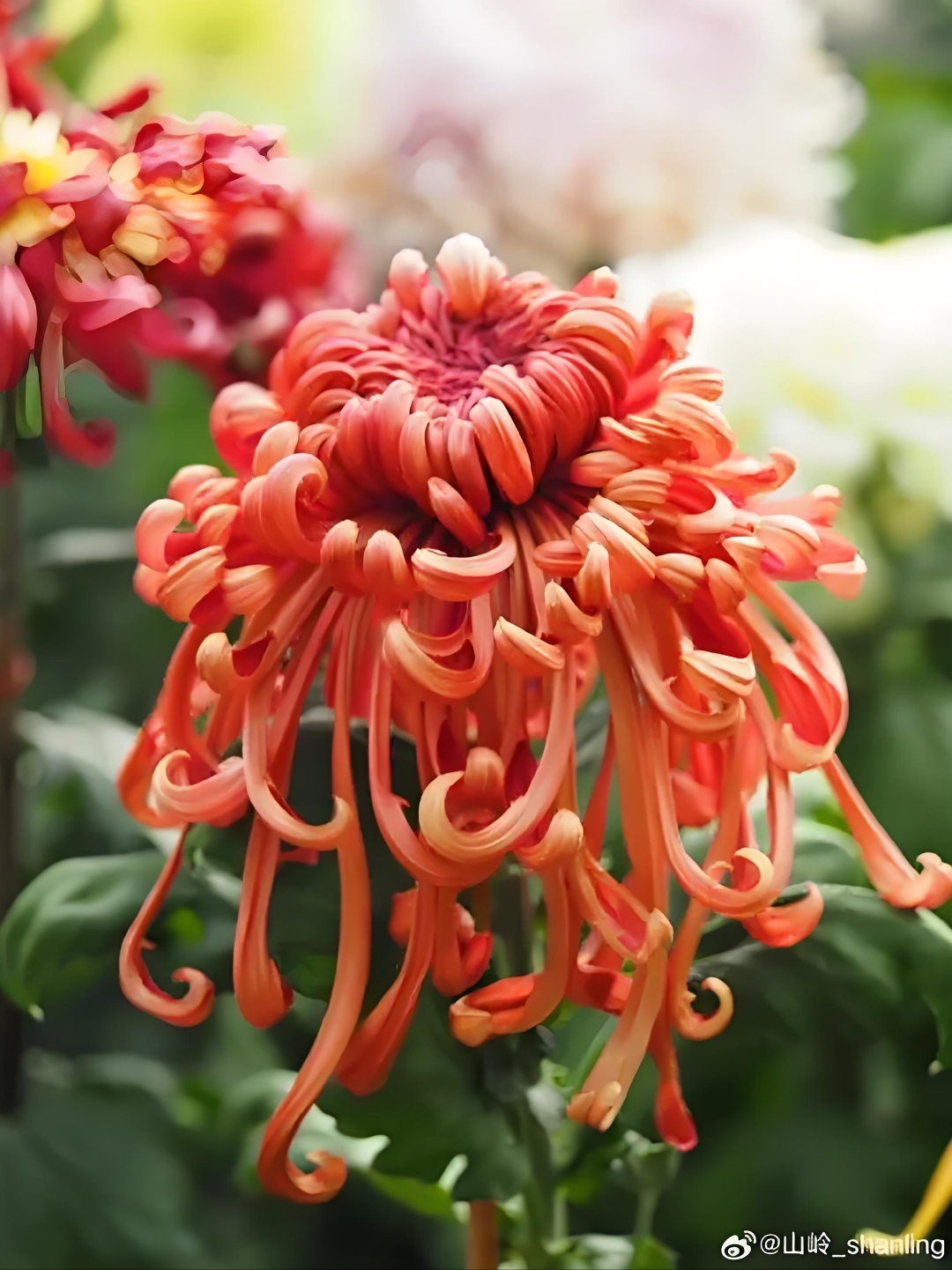 1080_1441竖版 竖屏gif 动态图 动图