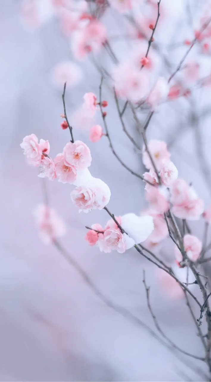 一树梅花一树雪, 一世红尘一双人.