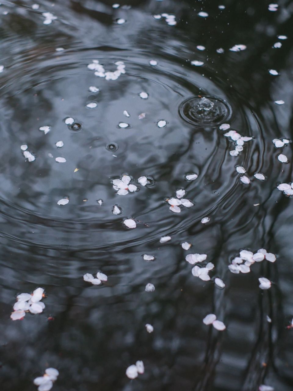 落花流水图片高清图片