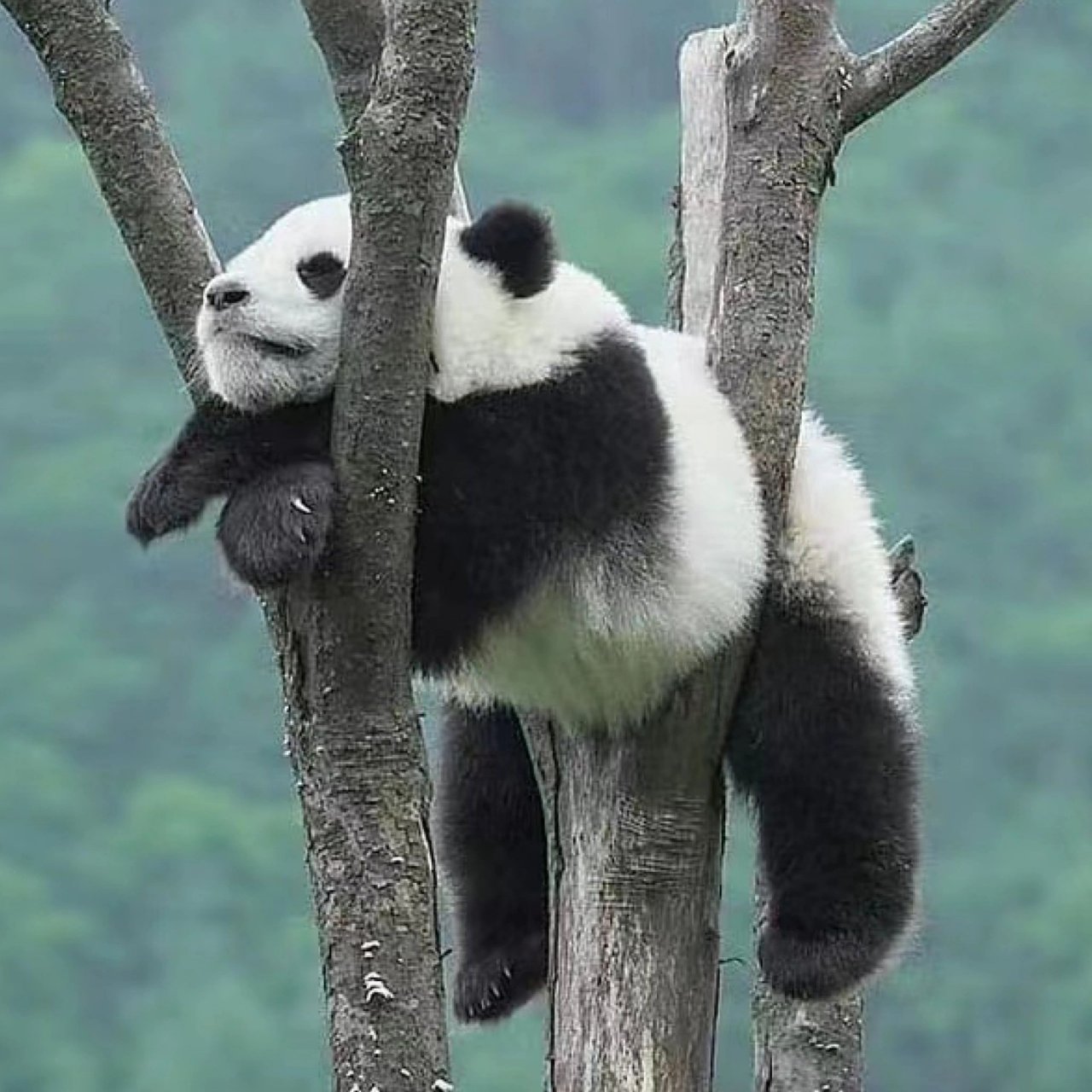 遇到挂树的熊猫请不要无视,你的运势大涨.