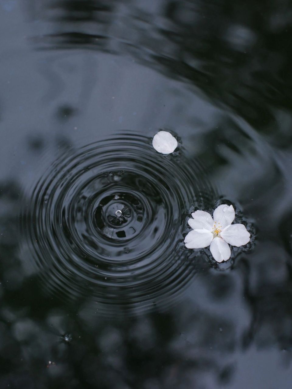 落花流水图片高清图片