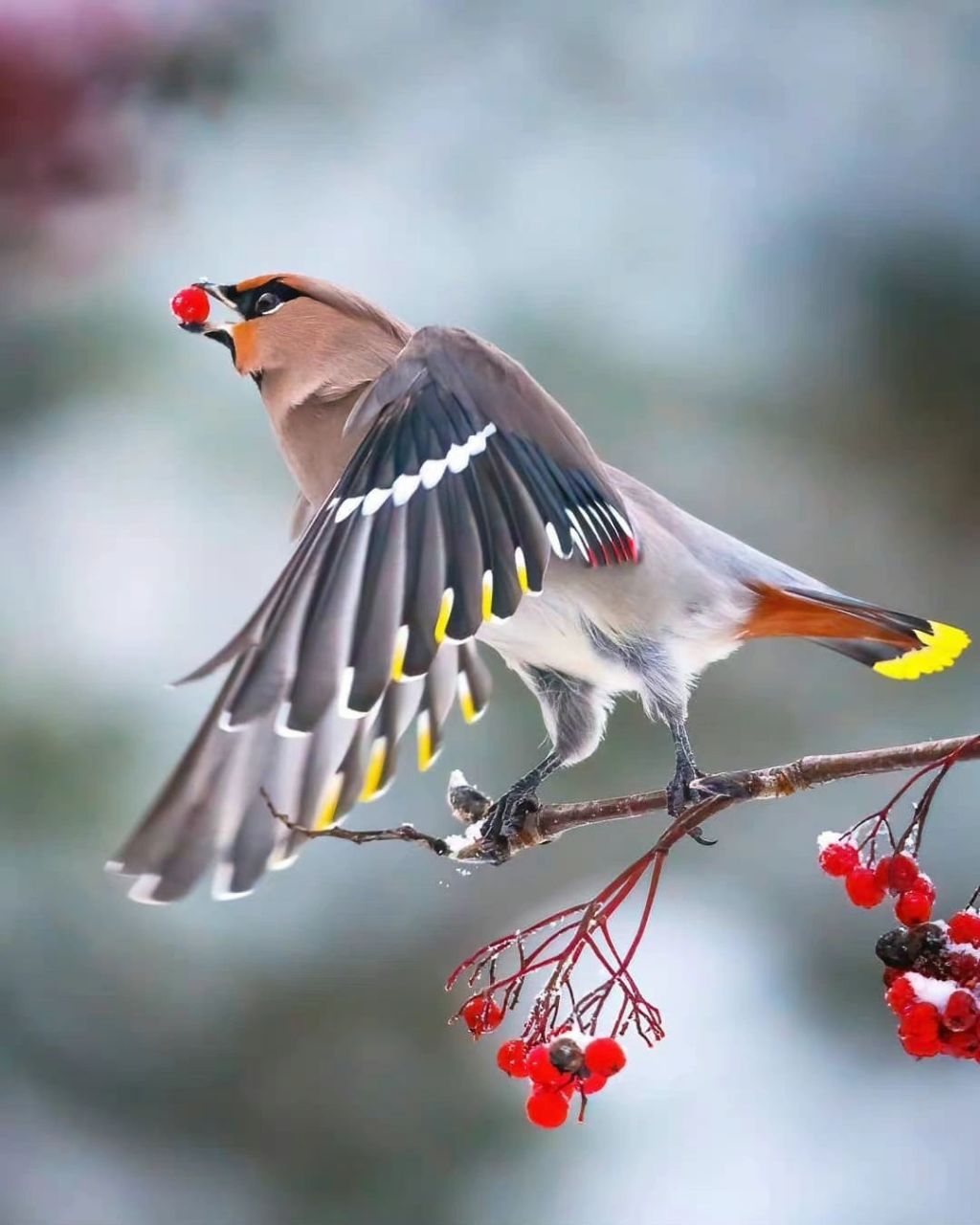 上联:扁鹊不治相思病 下联你怎么对?