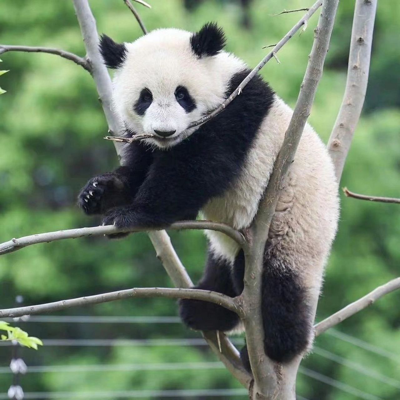 熊猫挂在树上的背影图片