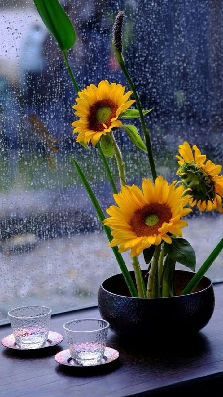 清晨 外面下雨了 淅淅沥沥的敲打窗棂 淡淡的雨雾朦朦胧胧 淡淡的风儿