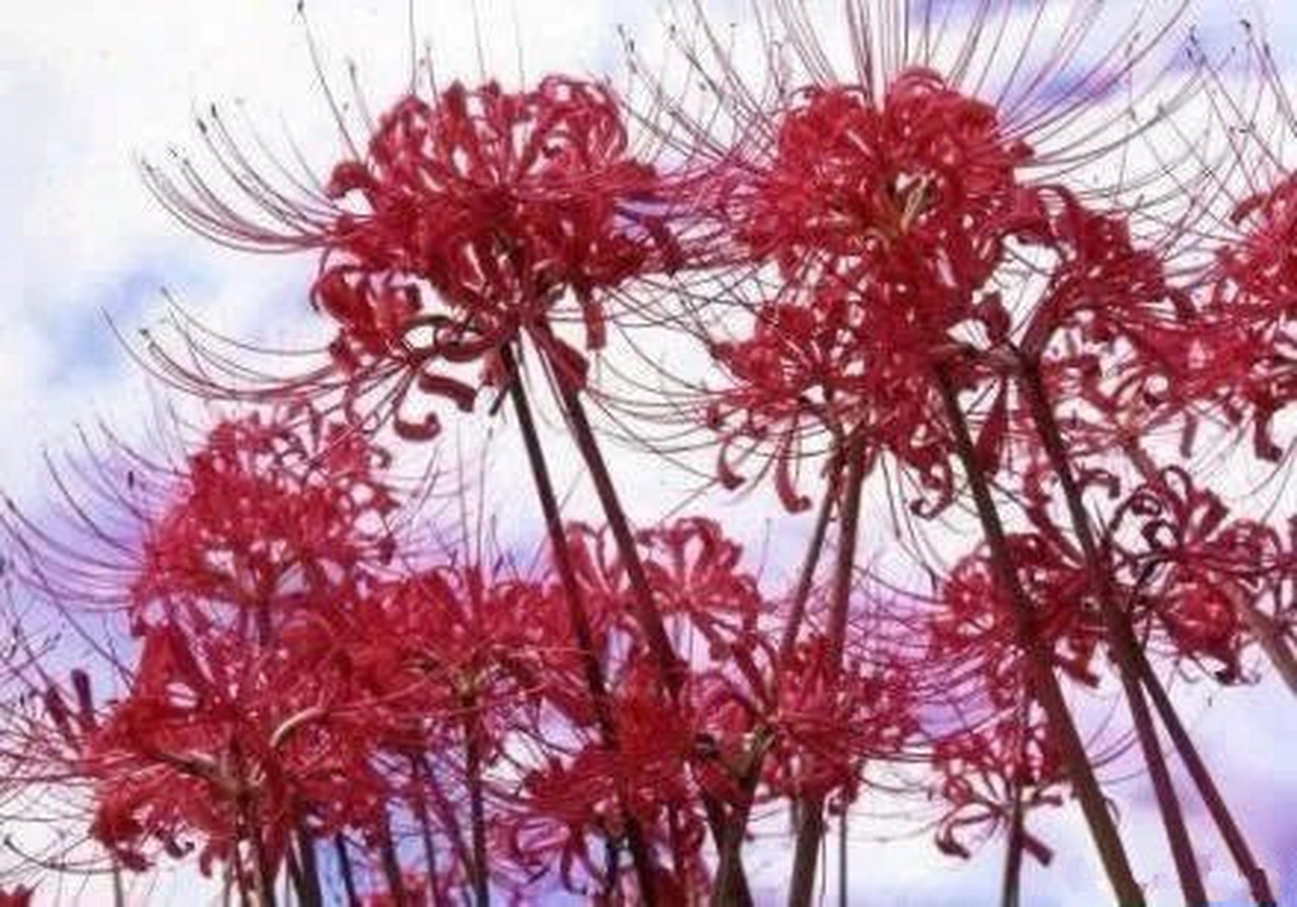 彼岸花开,花妍叶落,染红了漫漫黄泉路,上穷碧落下幽冥,奈何桥前,那