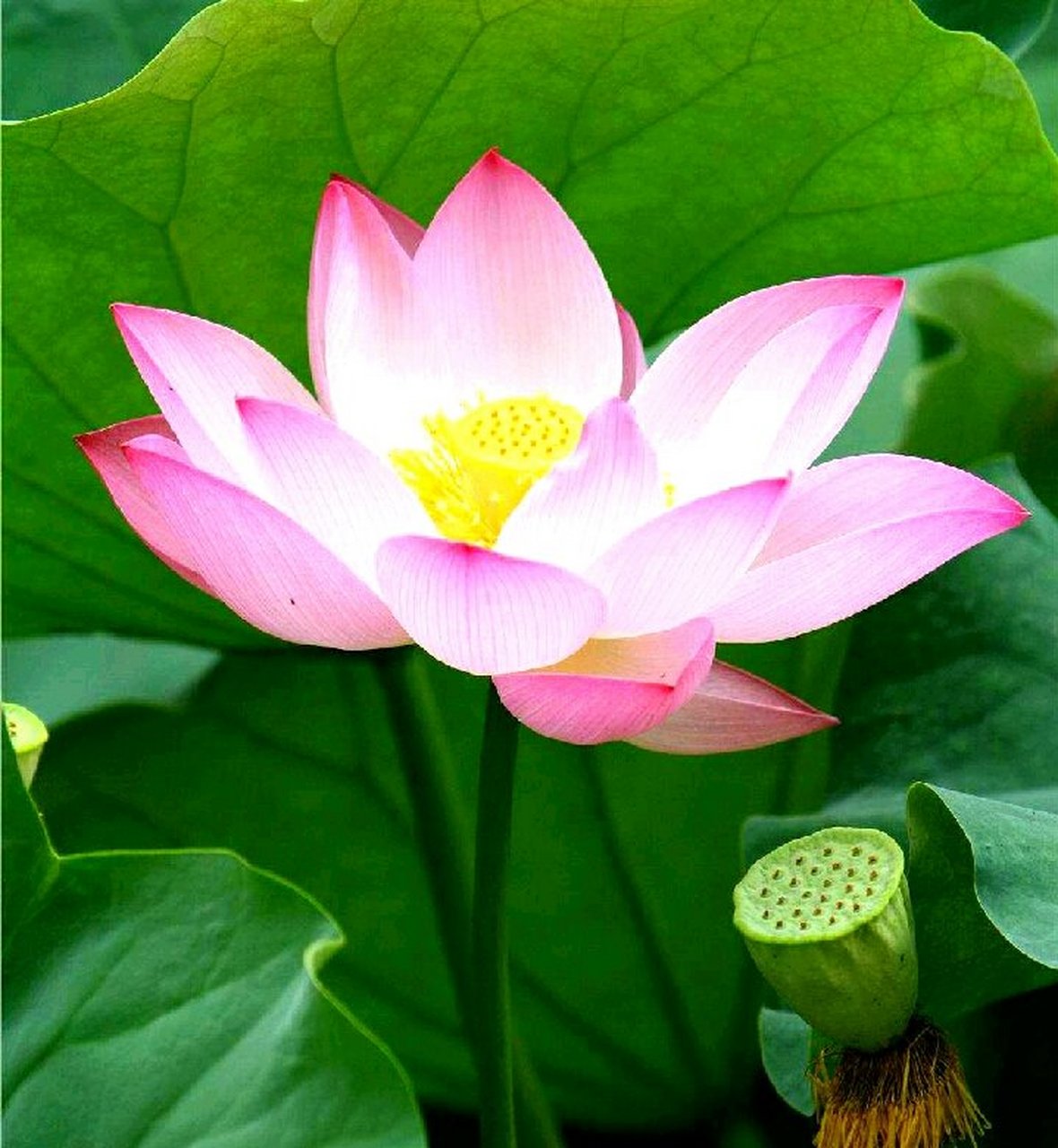 心如莲花,人生就会一路芬芳.