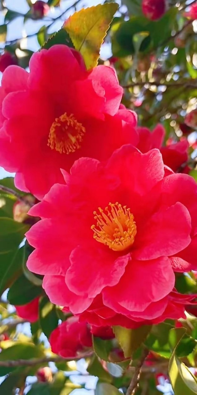 simple like, deeply sentimentally attached.