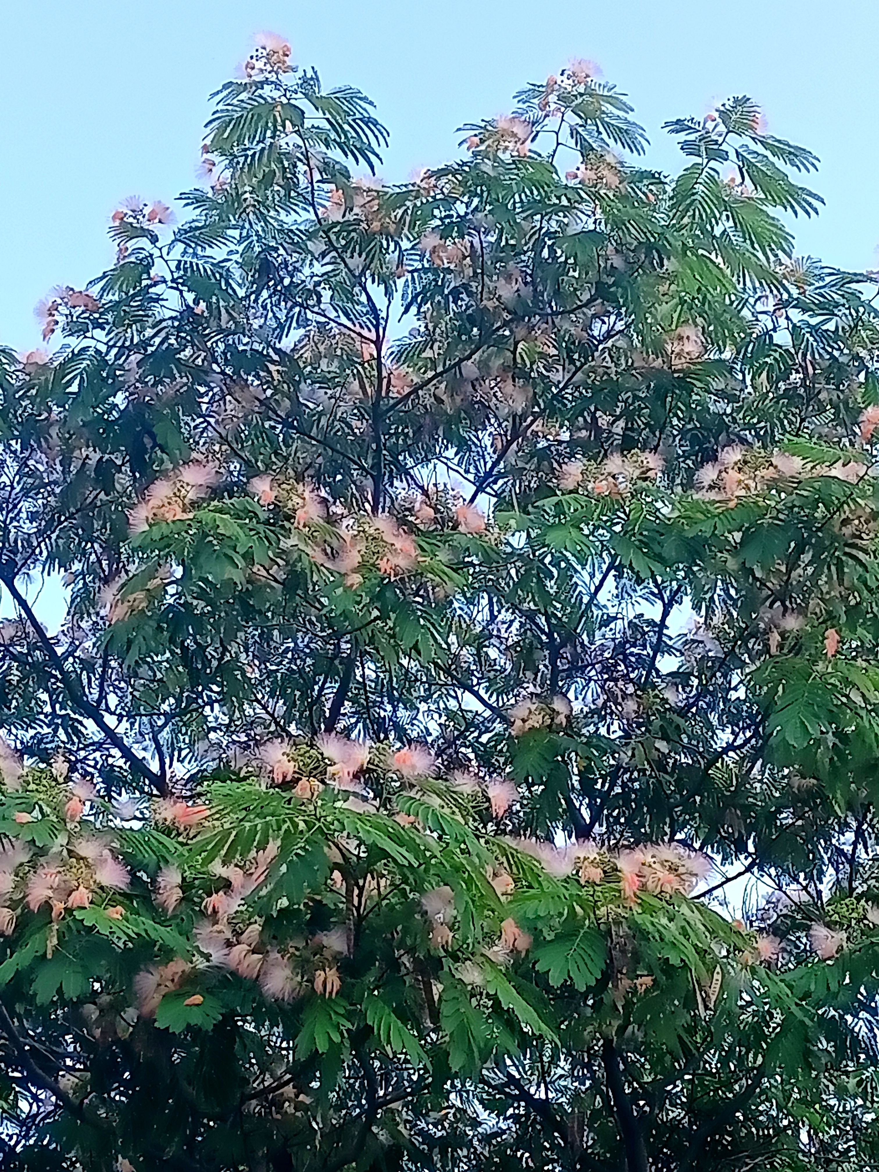 合欢树花期图片