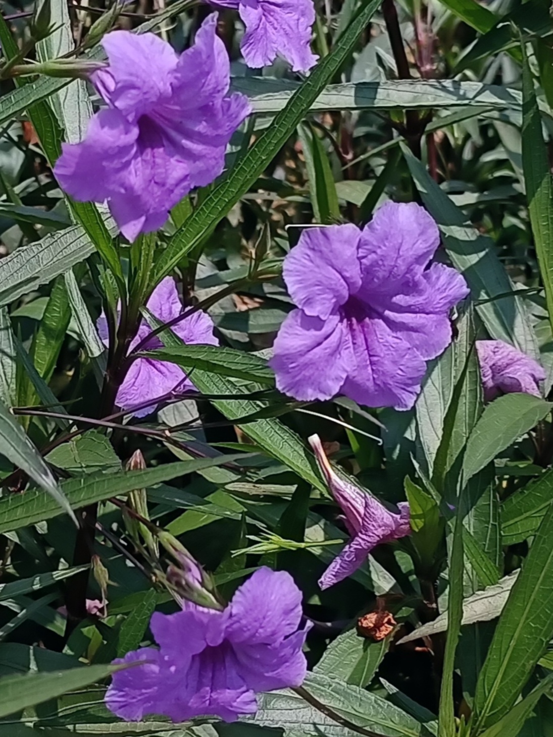 —引你想象和期待,想象花开之后的样子,期待