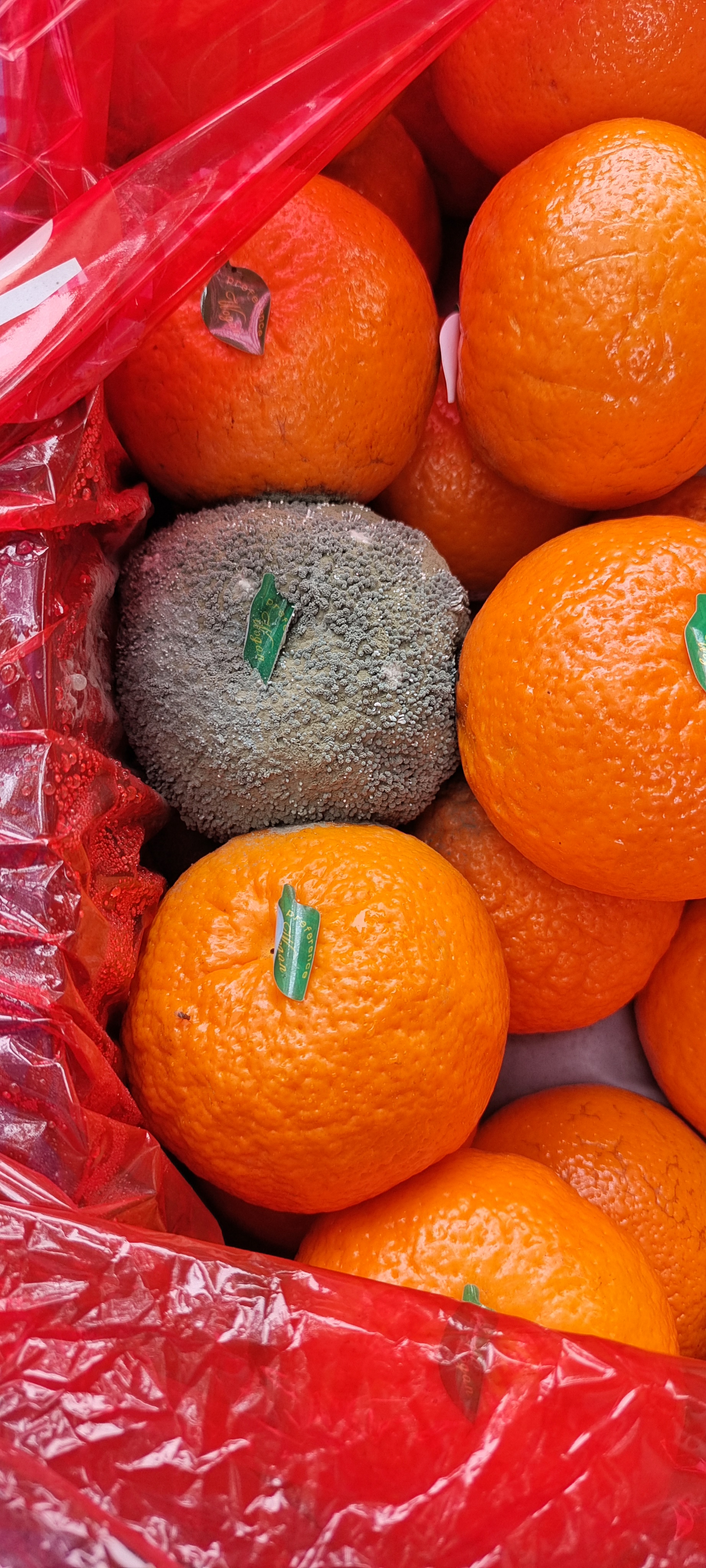 见过绿霉菌这白色又是啥菌