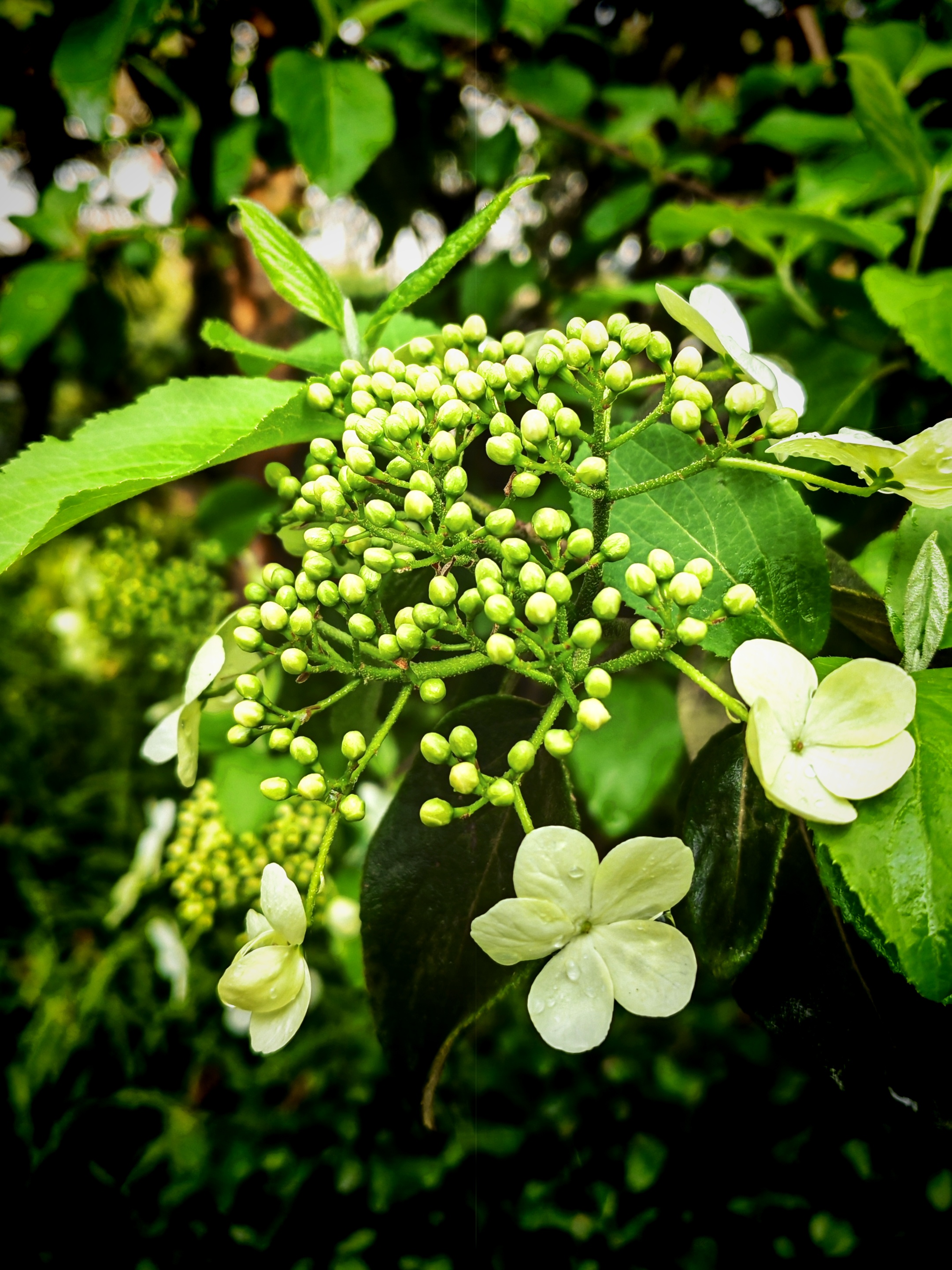 真正的琼花图片