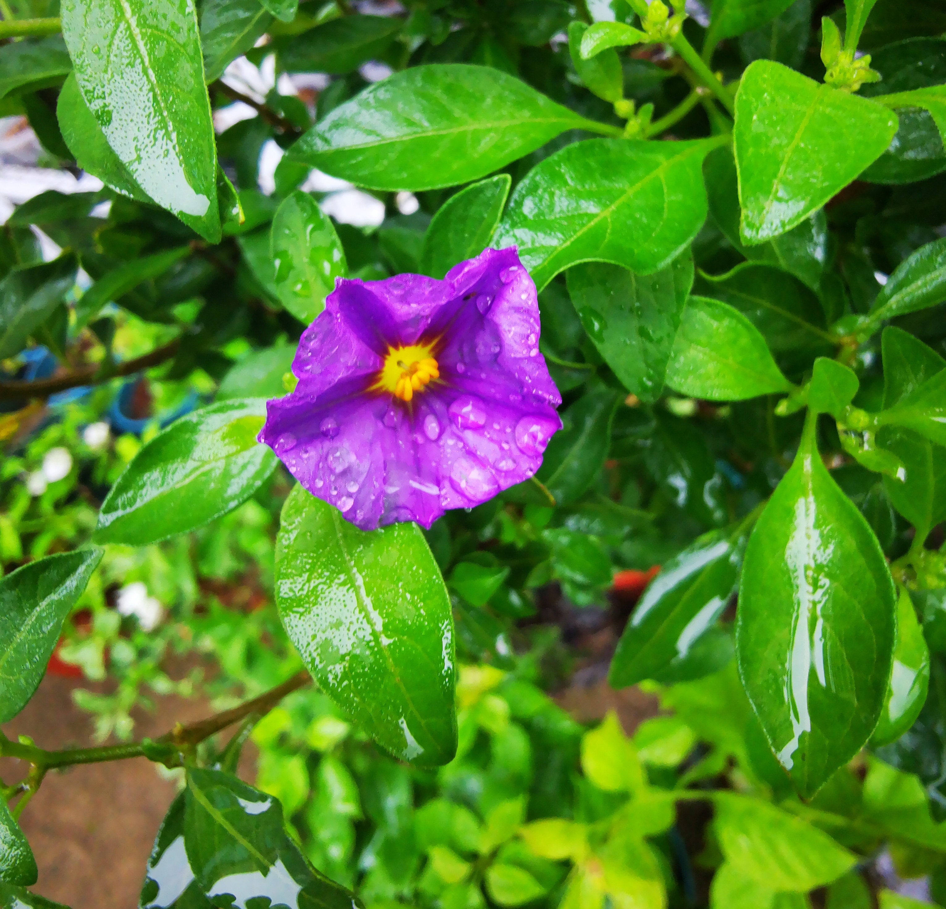 蓝茄花图片欣赏图片