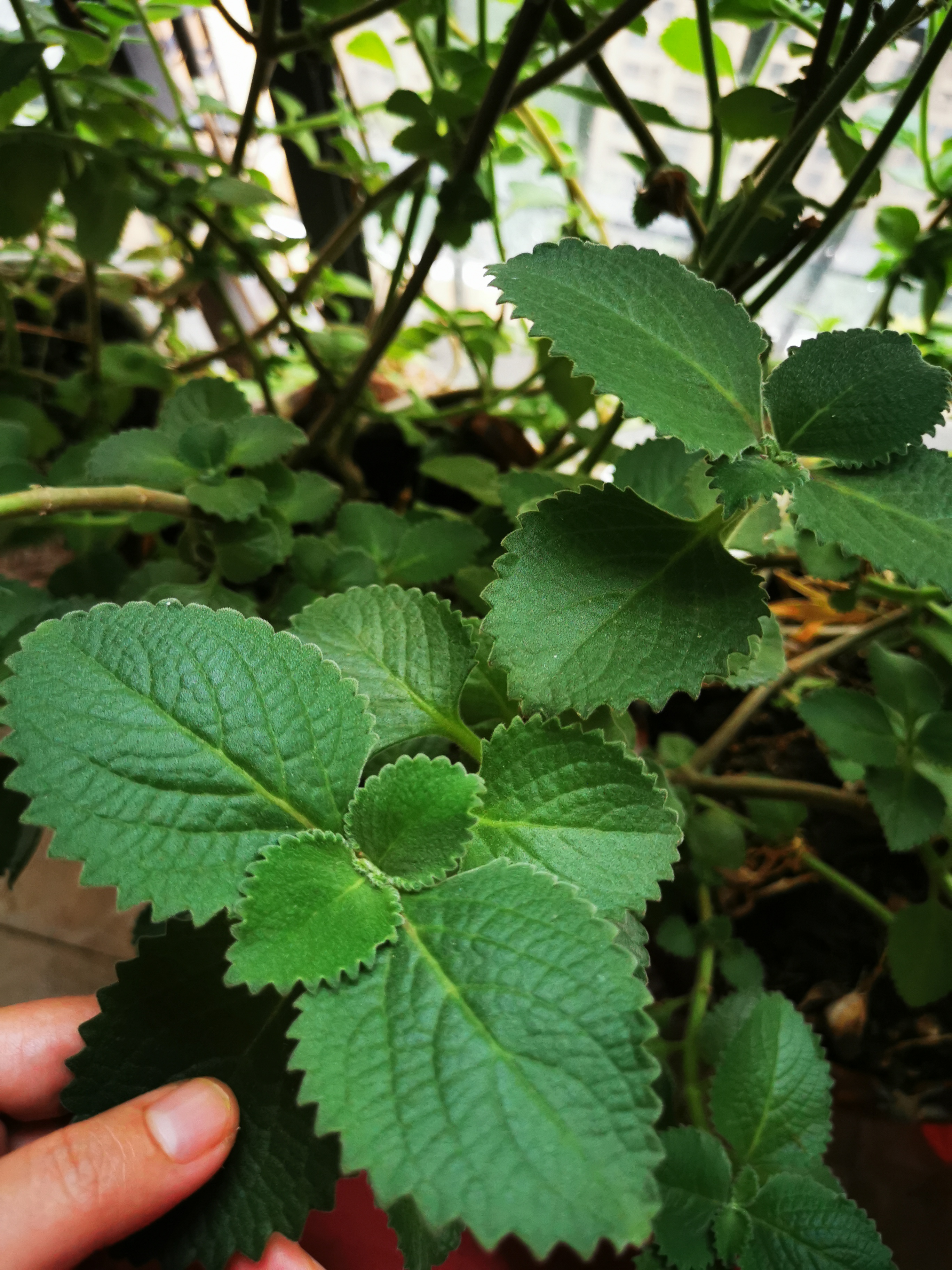 雨不停歇,准备修剪这堆草药,在小阳台上长得很快,都一米高了.