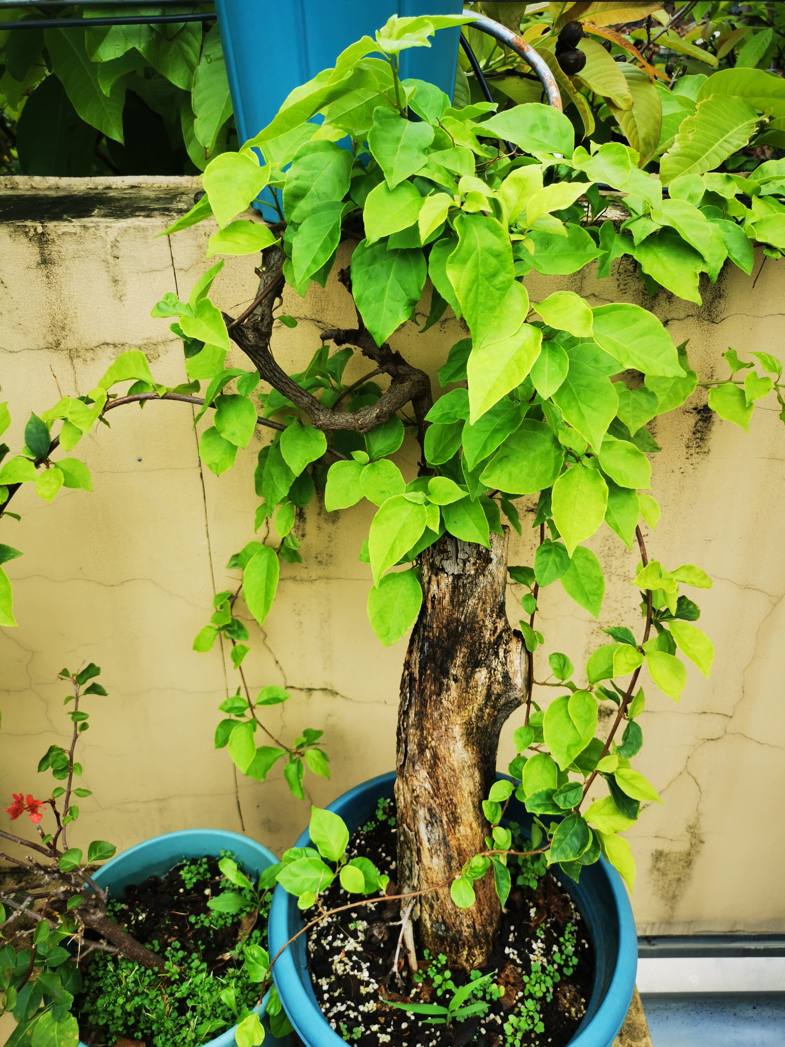 春日生换ɑ芡计讨泊笕粘Ｉ蠲植物图片刚种的三角梅只有叶子