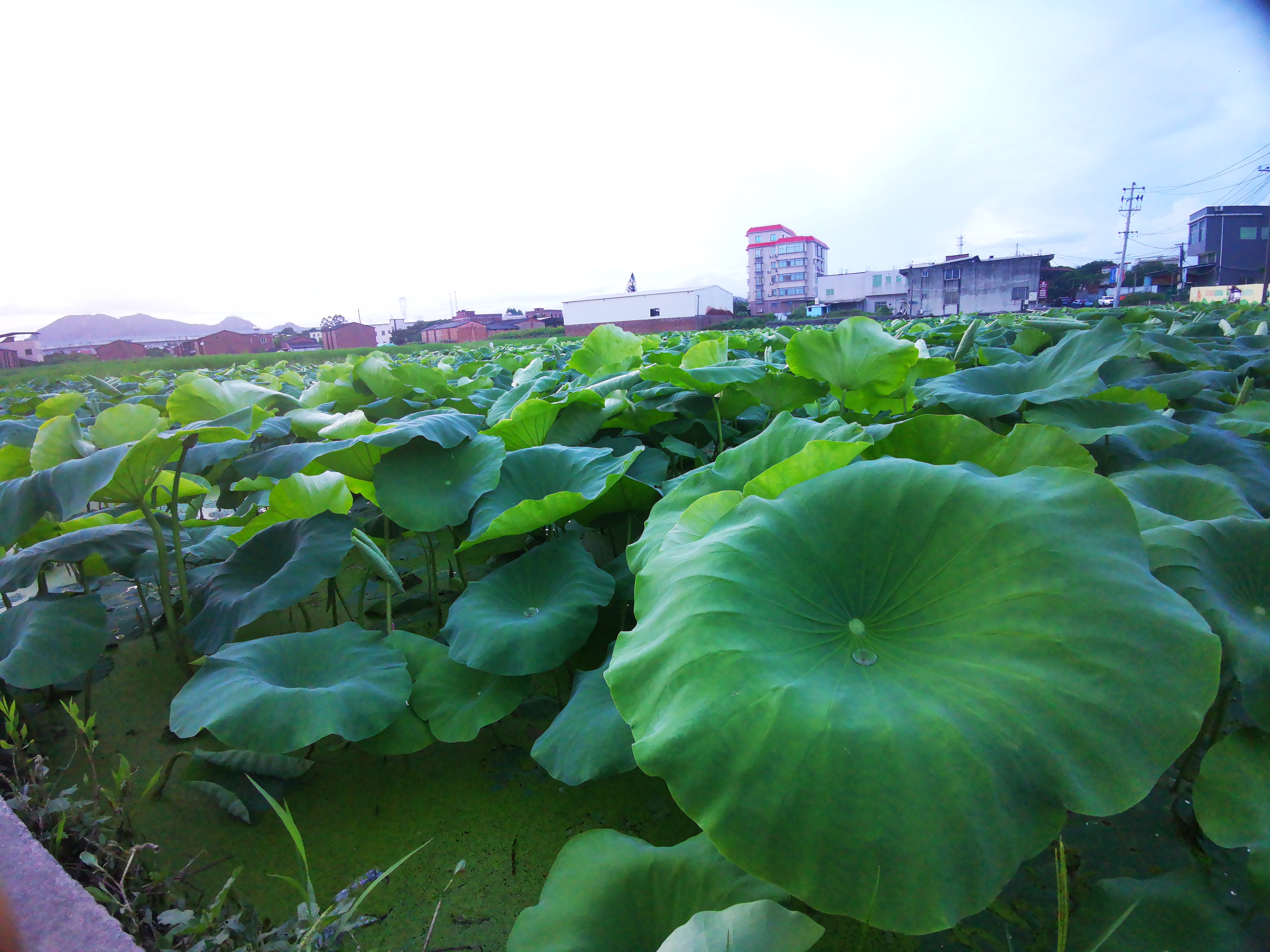 午后阵雨点点,微风轻拂,荷叶摇曳,水珠闪烁着夏日的光芒.