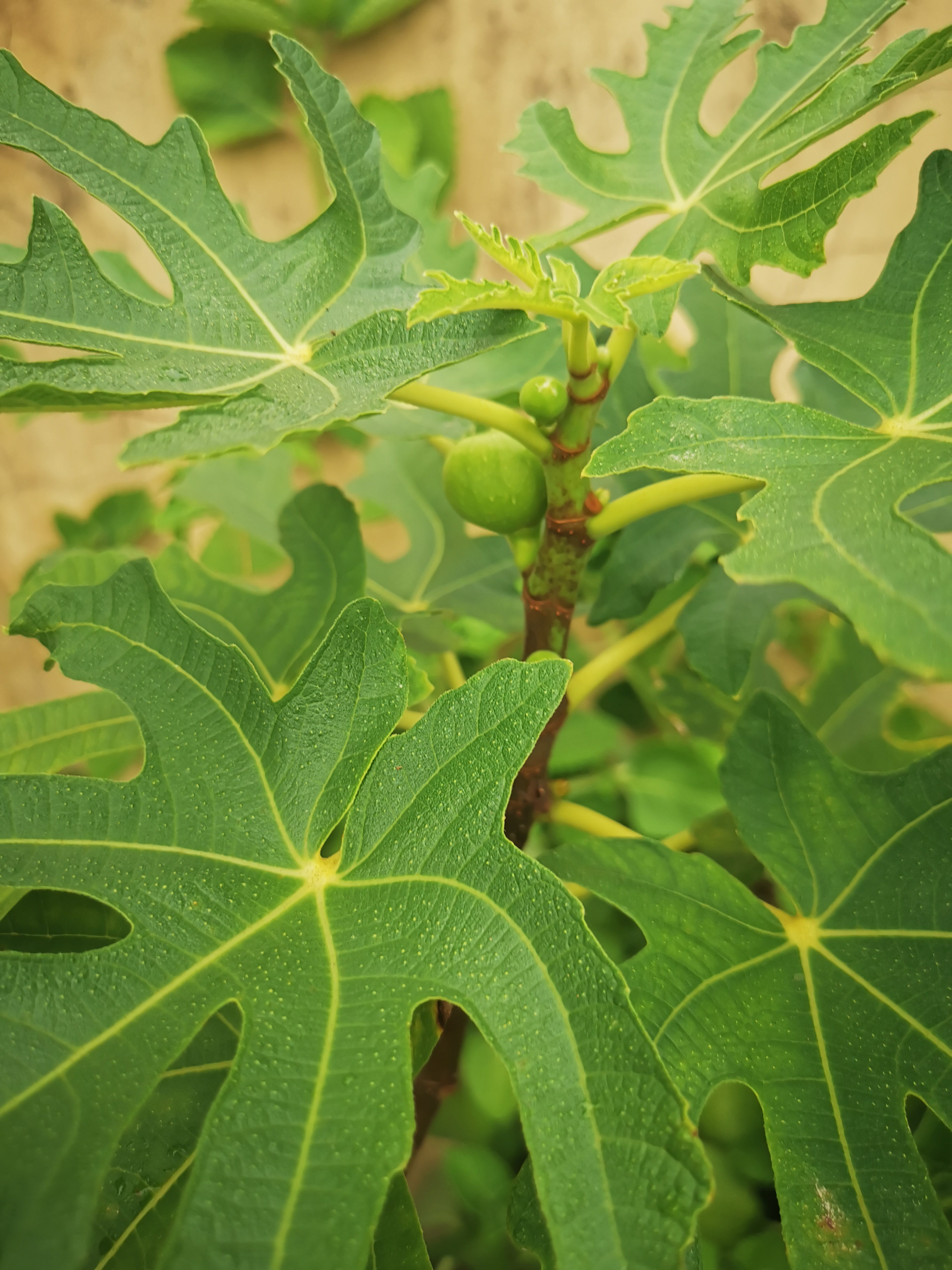 无花果图植株图片