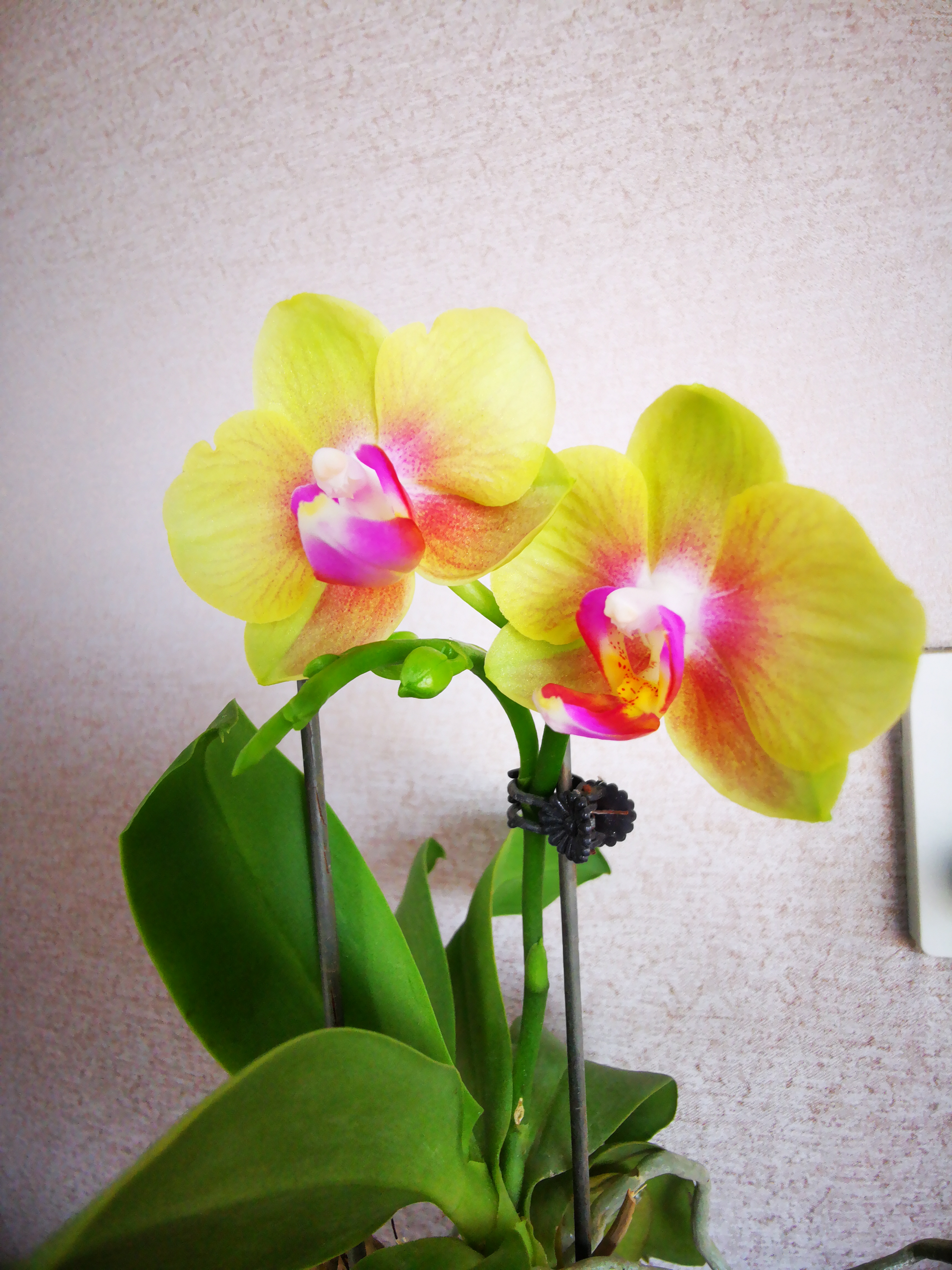 这盆小蝴蝶兰是我妈舍不得扔掉留下来的,记得三年了,怎么来的忘记了