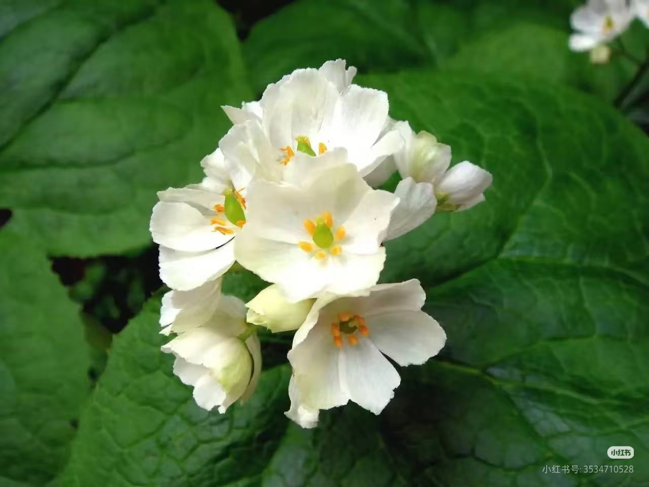 今日赏花  日本山荷叶  小檗科山荷叶属
