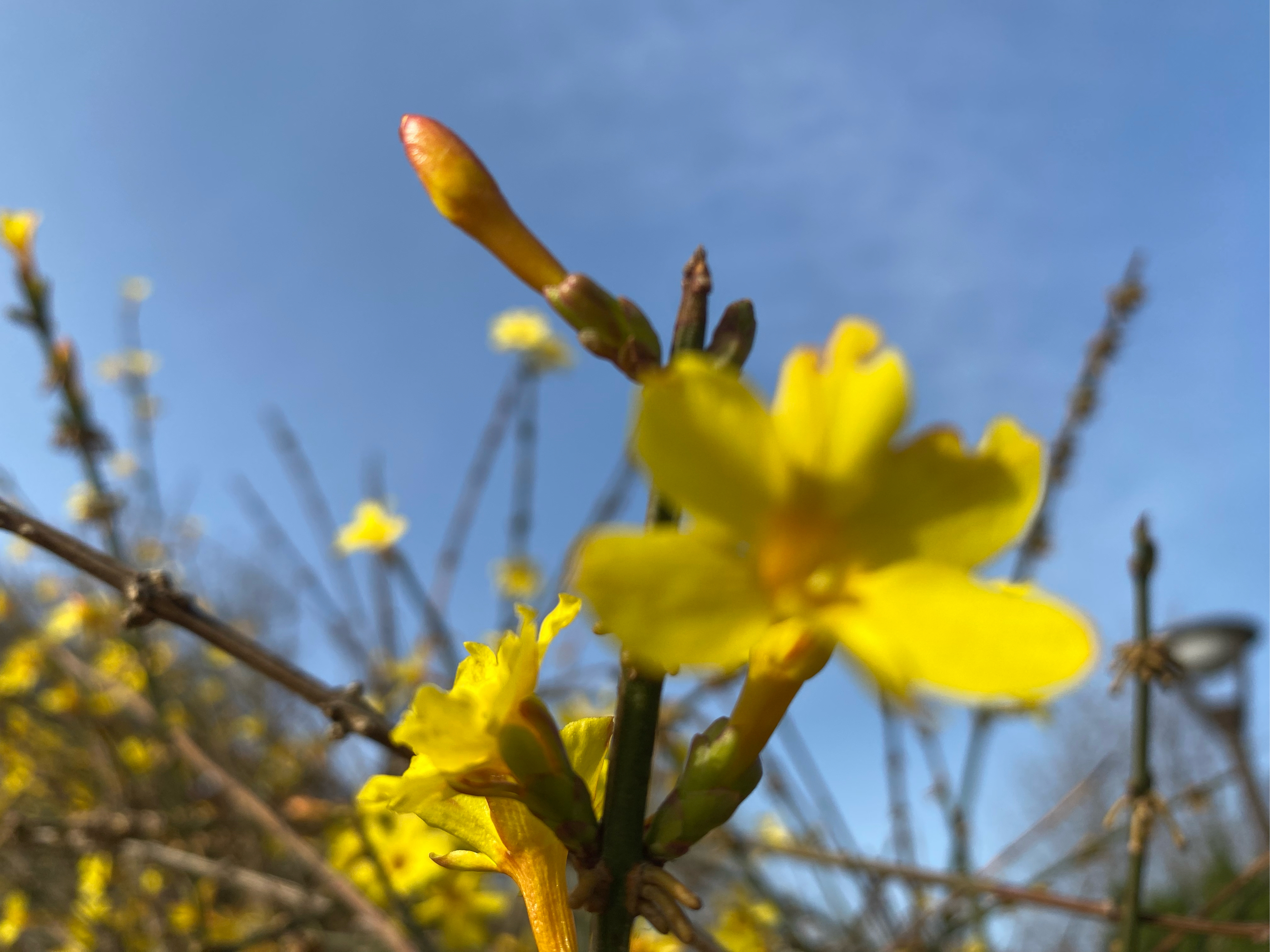 连翘花海图片