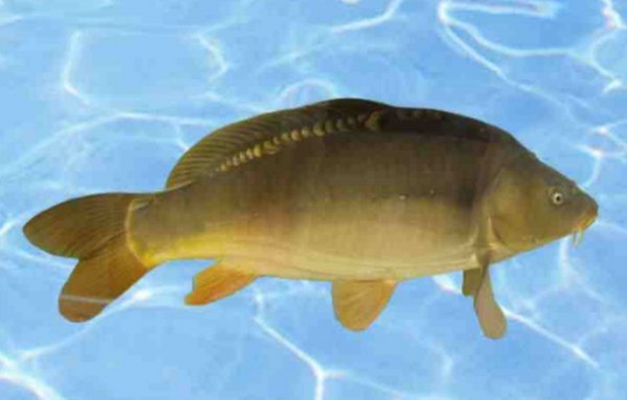 成都人真好骗:无鳞鲤鱼,是欧洲鲤鱼的变种,表皮有光泽,好像镜面一样