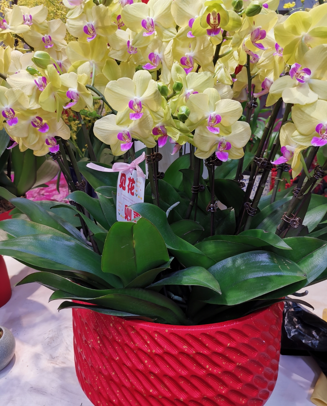 蝴蝶兰原产于非洲南部原始森林树叉上的,属于附生植物