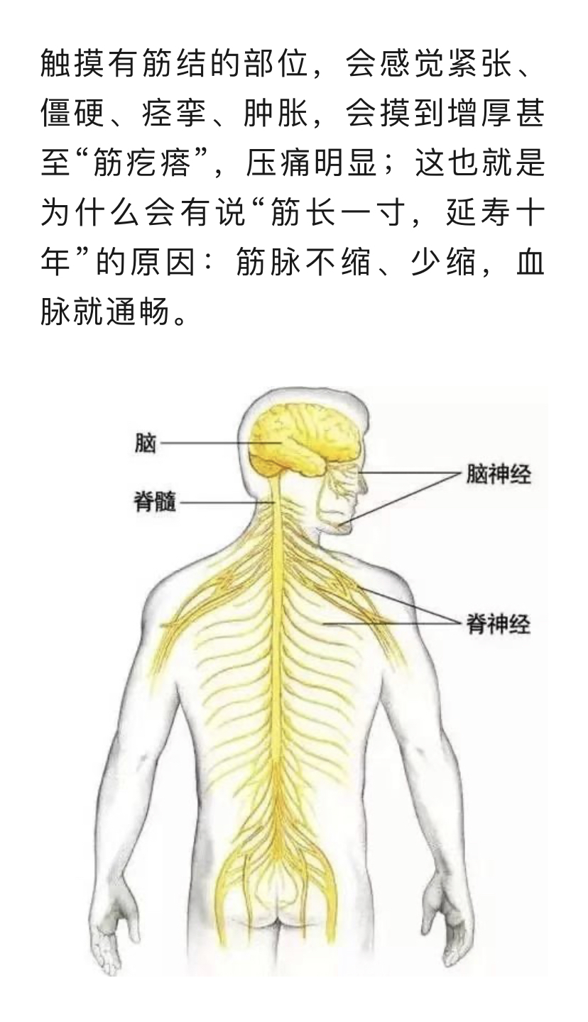 人体筋结位置图片