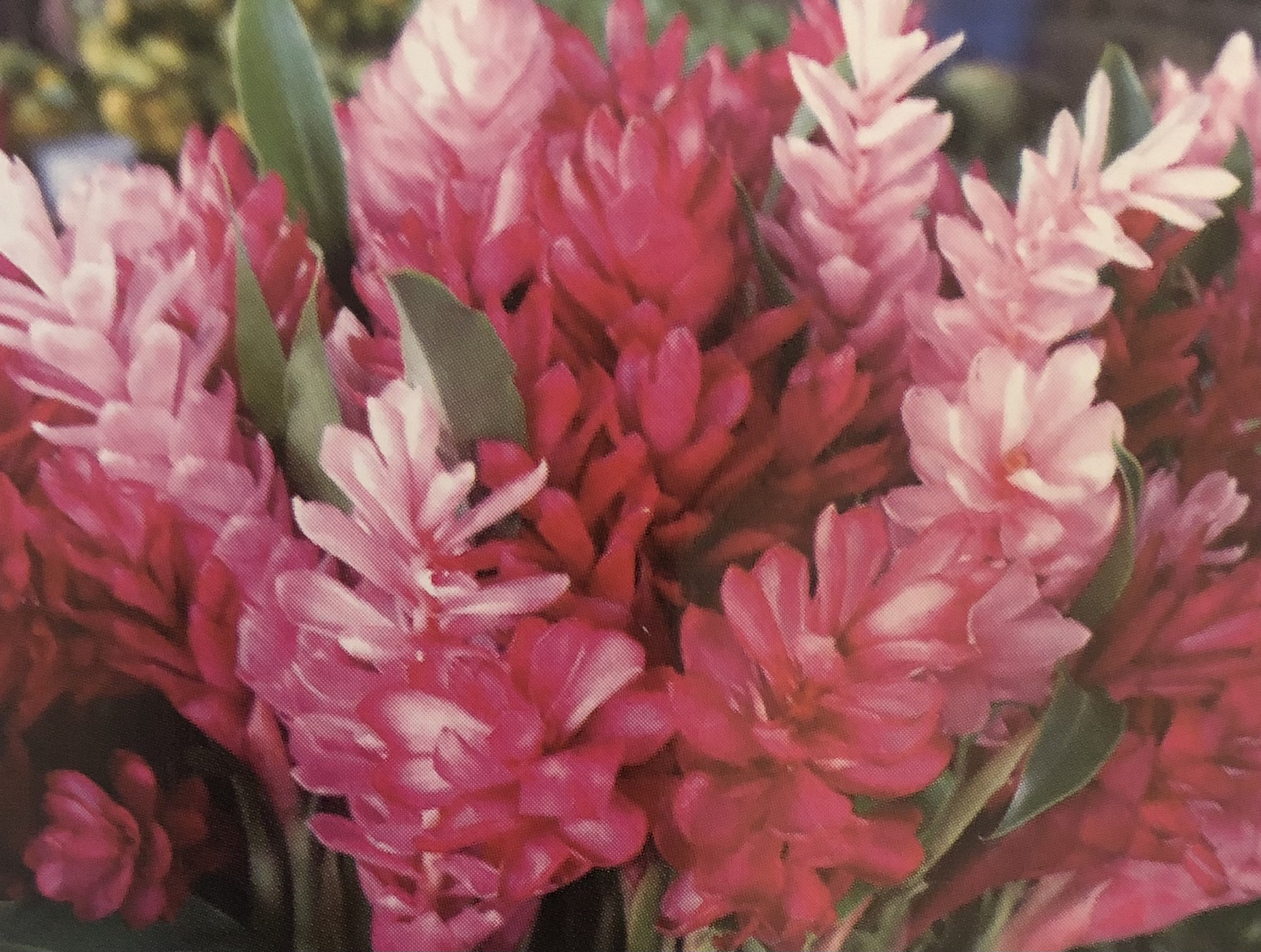 康翠翠吧 萨摩亚国花—-红姜@外交人生