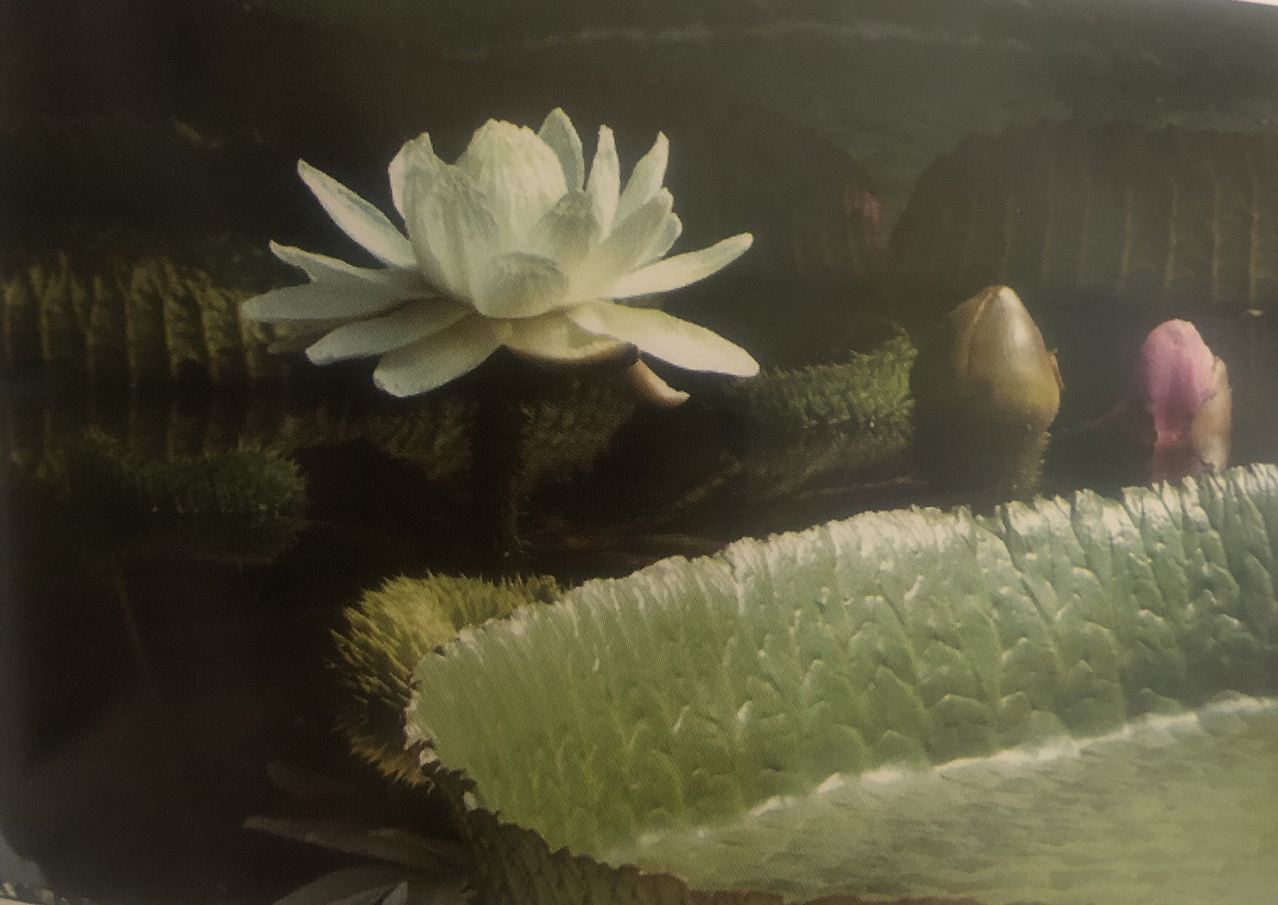 康翠翠:圭亚那国花—-维多利亚王莲victoria amazonical regia