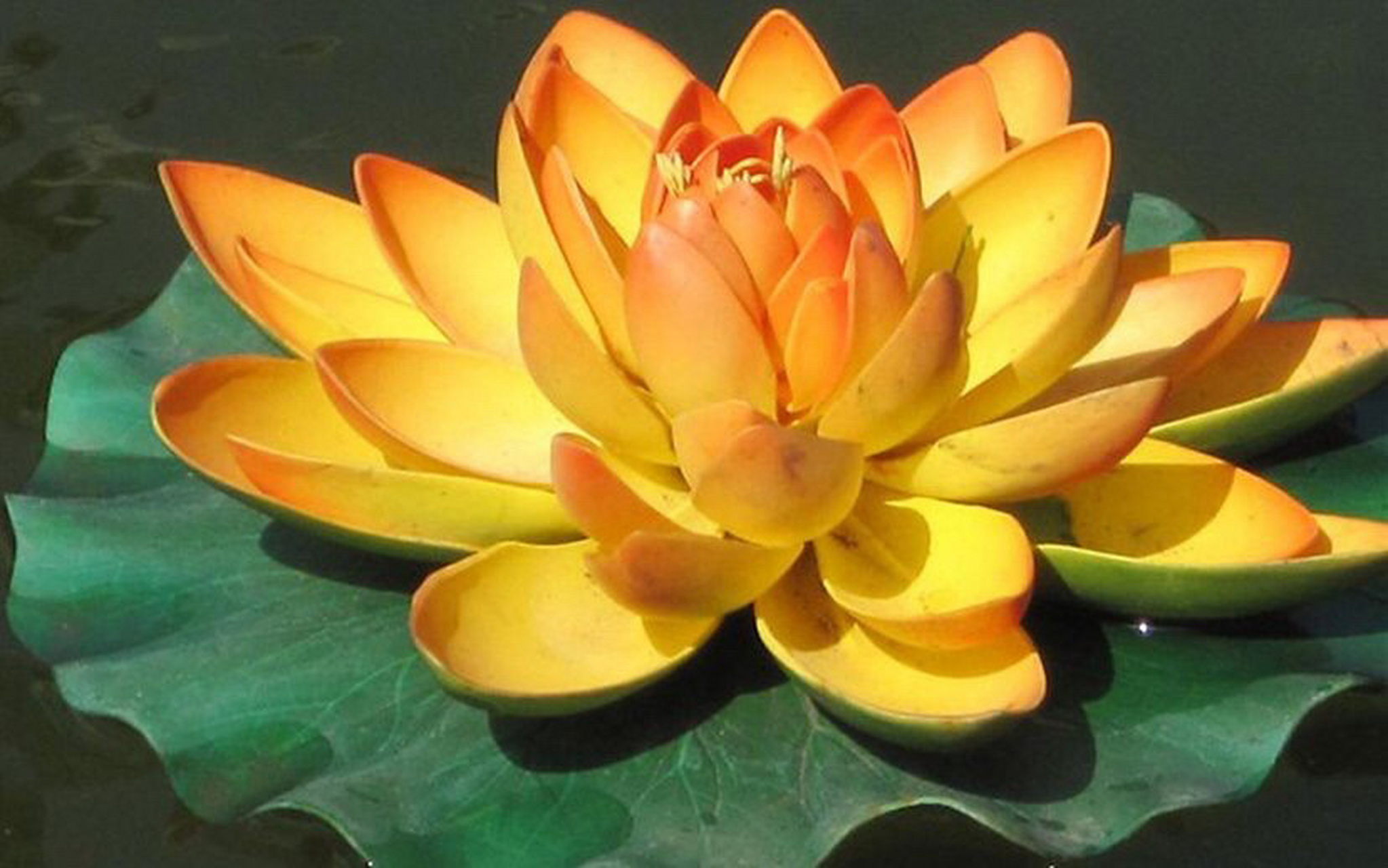 康翠翠:印度国花莲花the lotus flower
