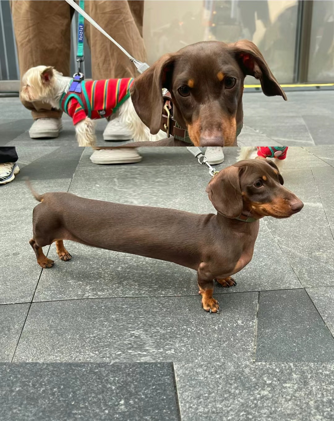 加长版腊肠犬,嘎嘎