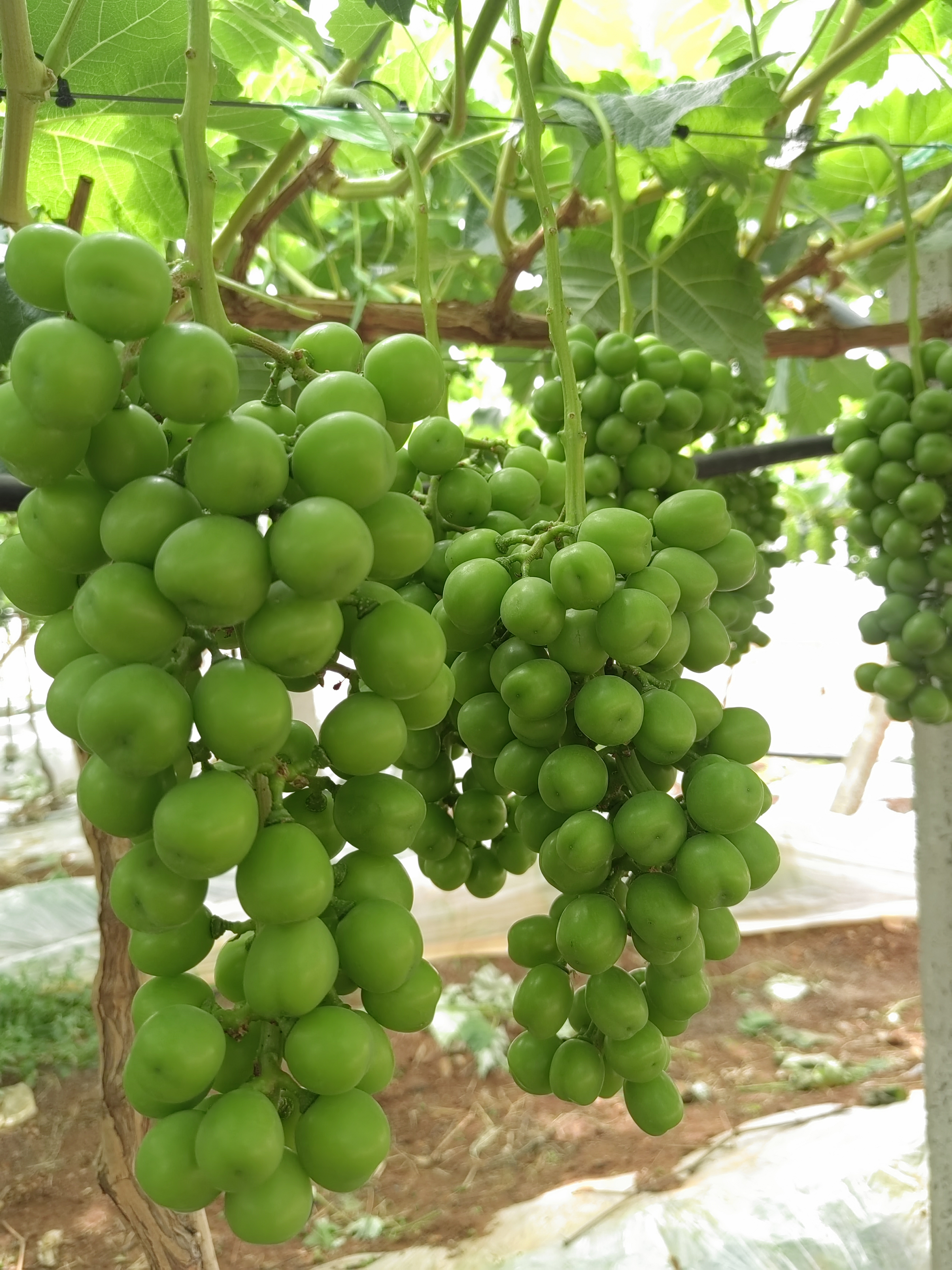 9991绿葡萄的生机盎然98  98第一眼看到这些鲜绿欲滴的葡萄