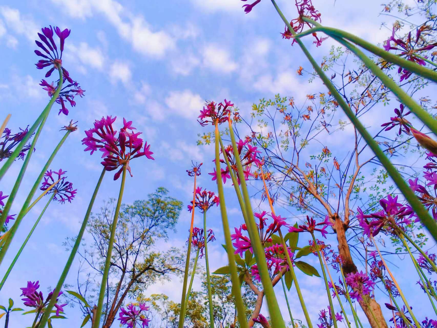 在这个花开的季节,走进云南省怒江傈僳族自治州福贡县子里甲乡,用心