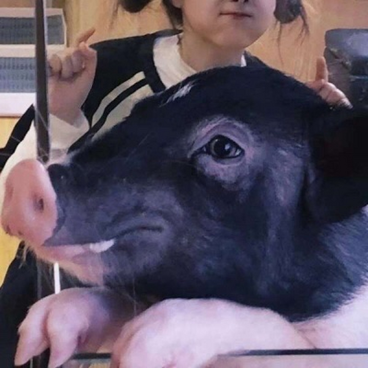 哼哼哼,小懒猪起床啦,还想看什么系列的动态可以私聊呀