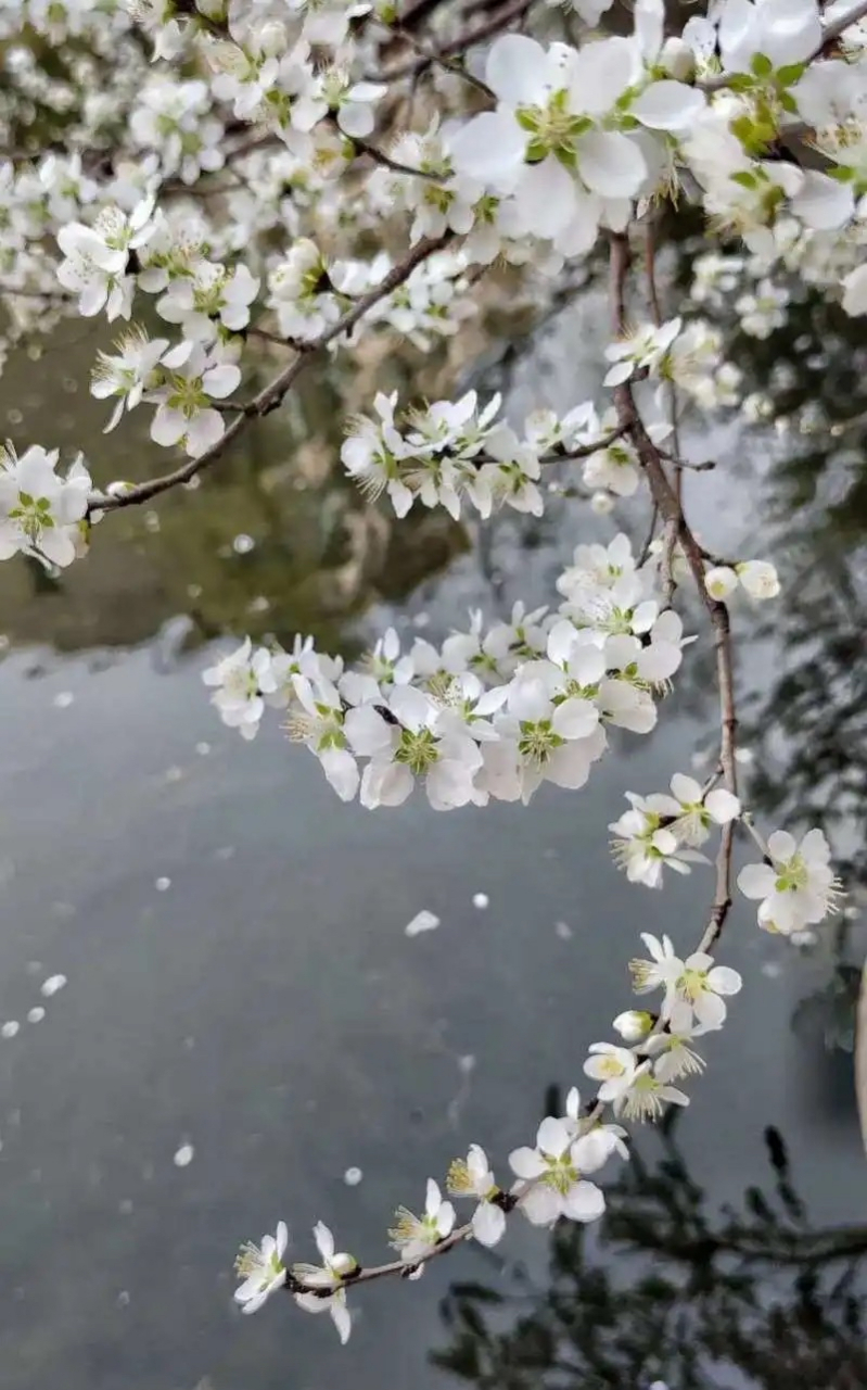 凄雨冷风中 多少繁花落尽已如梦 万紫千红 任那雨打风吹也沉默 随风吹