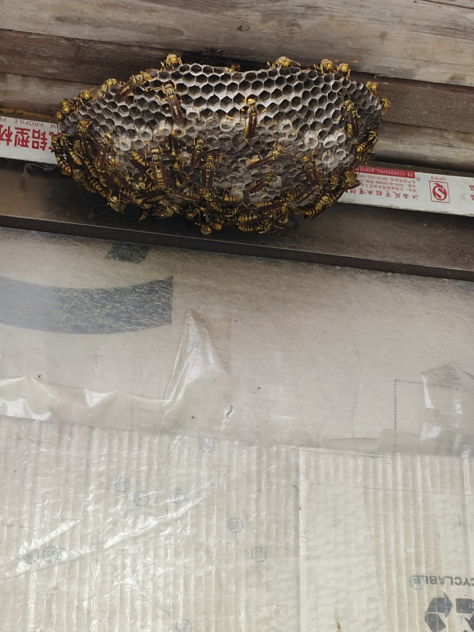 这个蜂巢能值多少钱,有知道的朋友吗