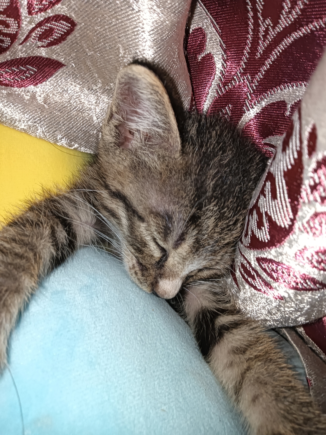 你失约的猫,我自己养