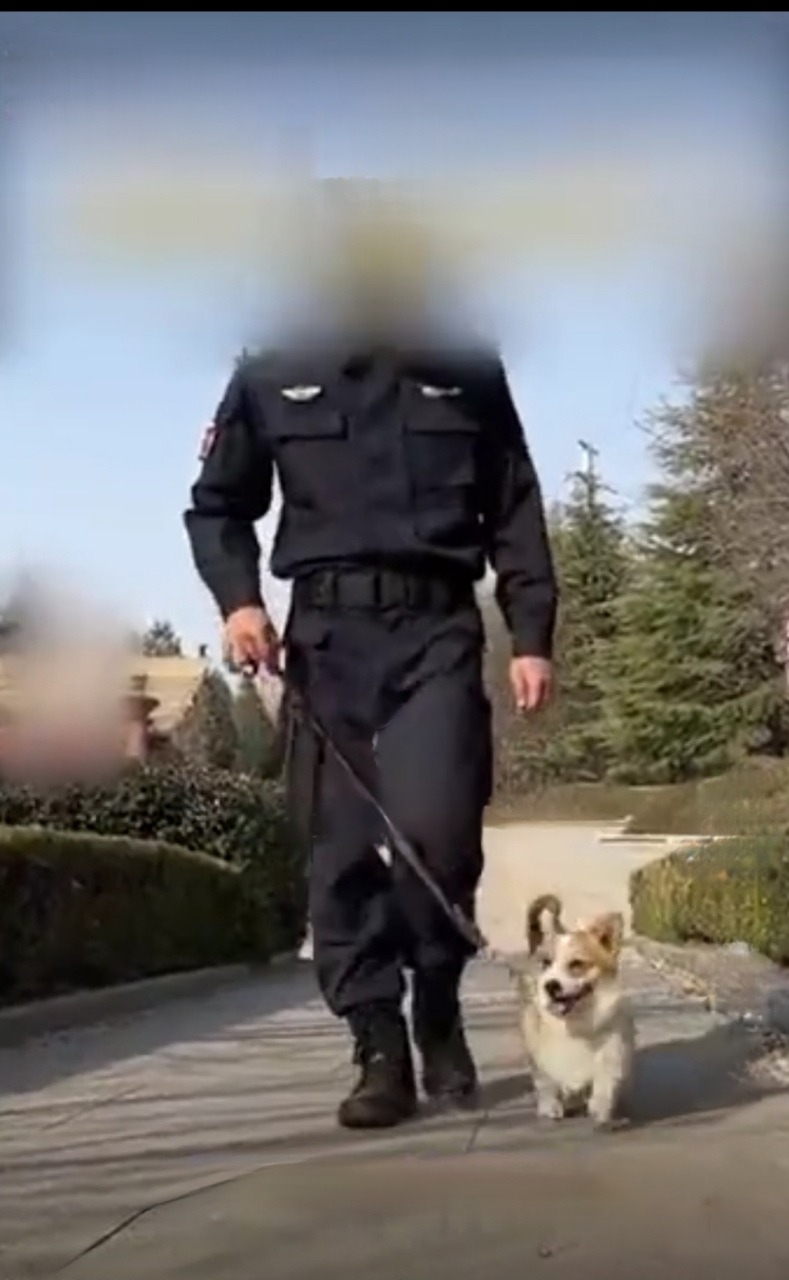 万万没想到柯基也能成警犬 之前看到哈士奇当警犬就够惊讶的 小锻腿