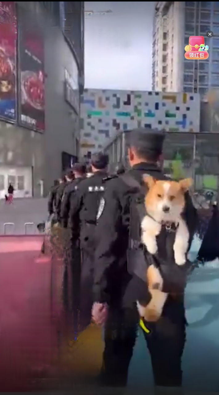 万万没想到柯基也能成警犬 之前看到哈士奇当警犬就够惊讶的 小锻腿