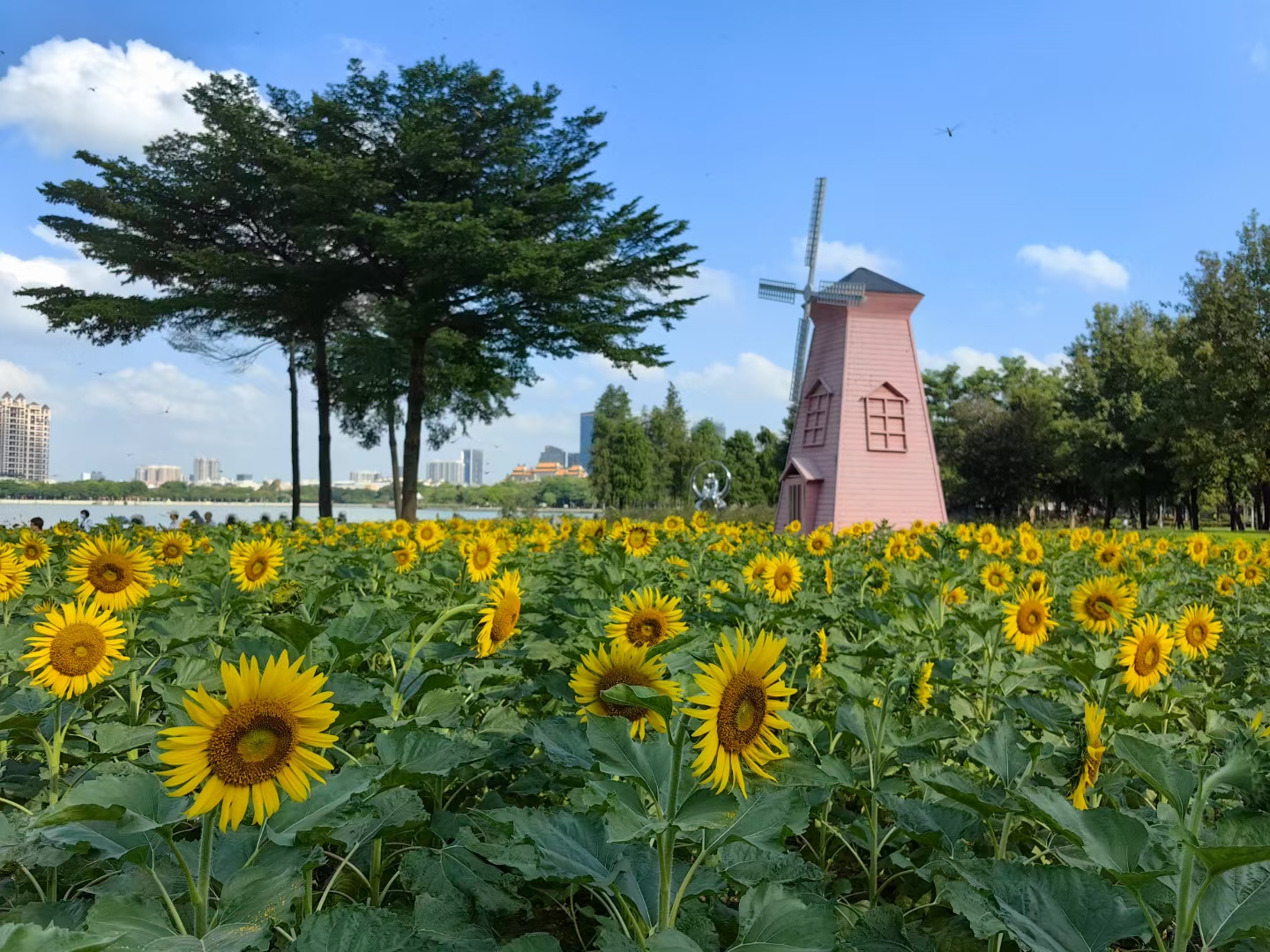 中秋国庆期间 大家快去看看 顺峰山公园的向日葵花海已经绽放, 这些金