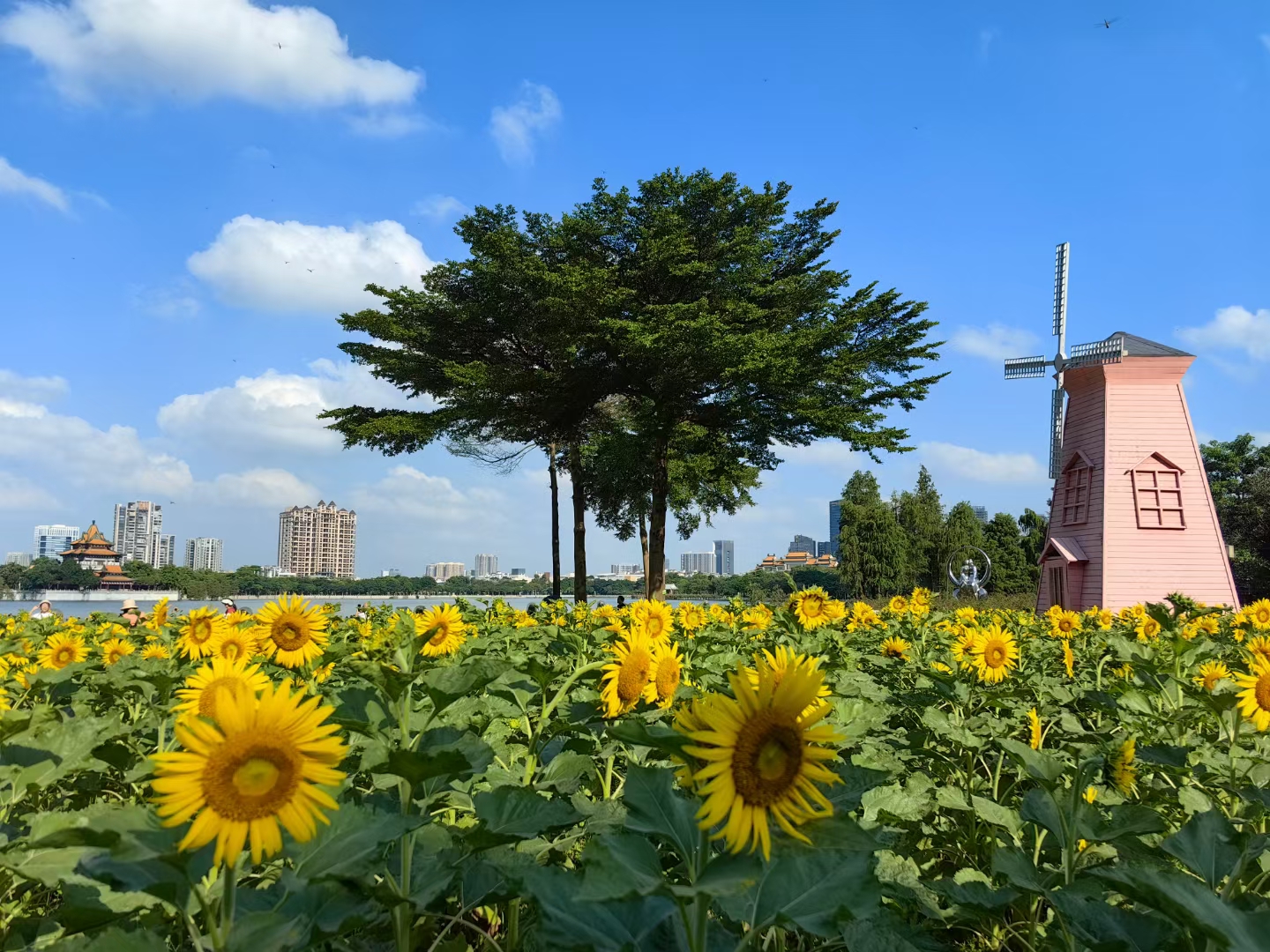 中秋国庆期间 大家快去看看 顺峰山公园的向日葵花海已经绽放, 这些金