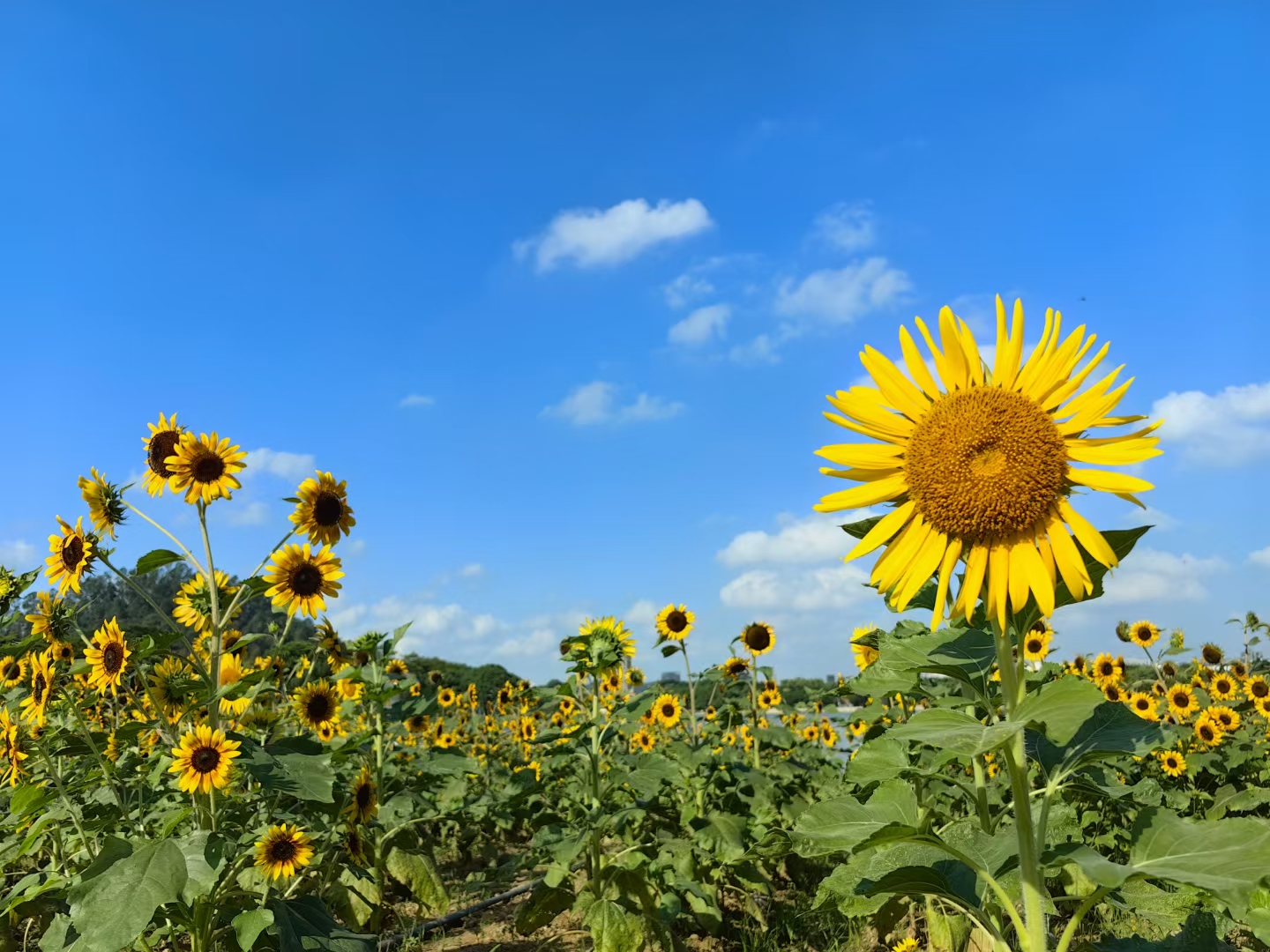 中秋国庆期间 大家快去看看 顺峰山公园的向日葵花海已经绽放, 这些金