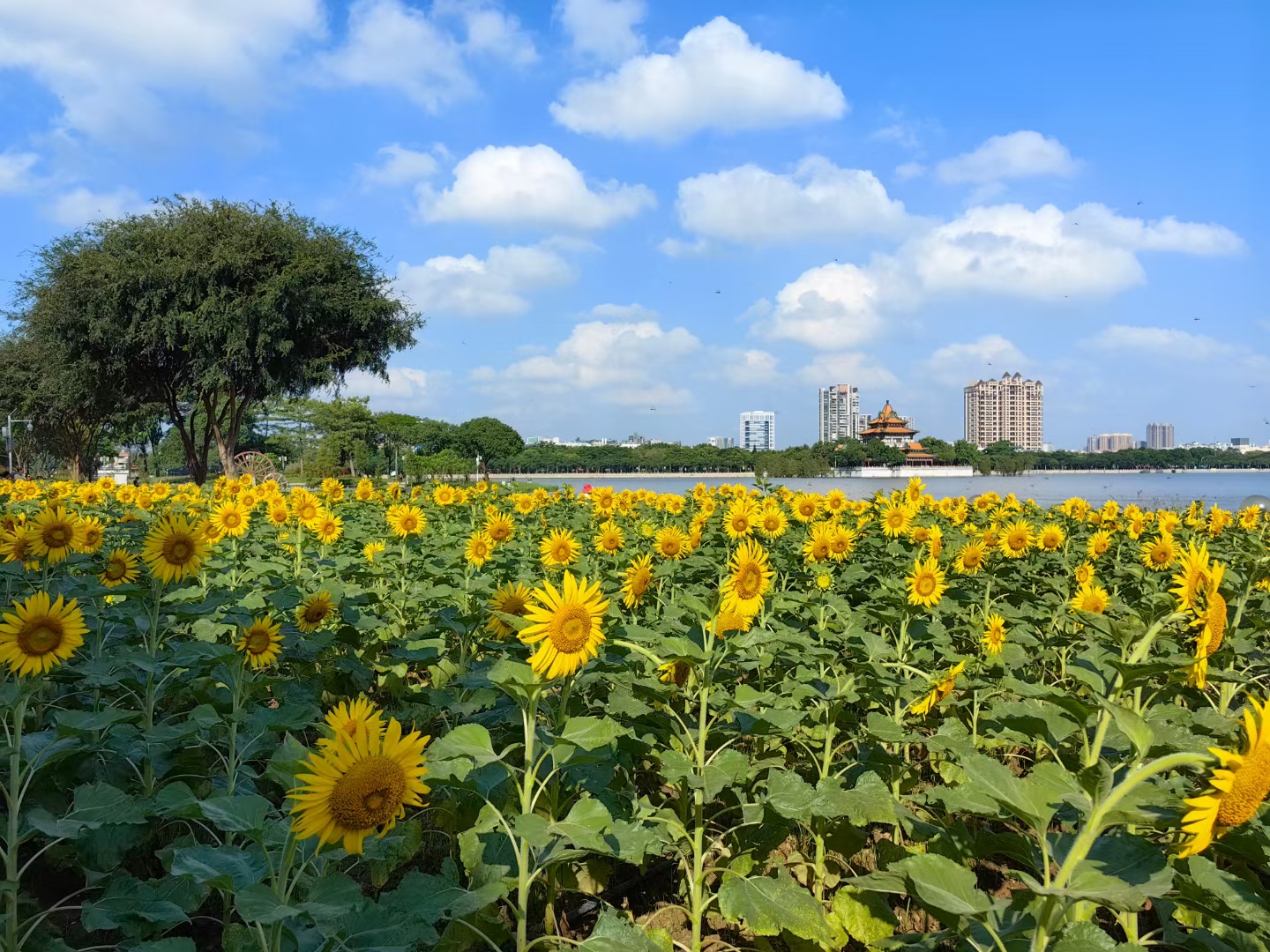 中秋国庆期间 大家快去看看 顺峰山公园的向日葵花海已经绽放, 这些金