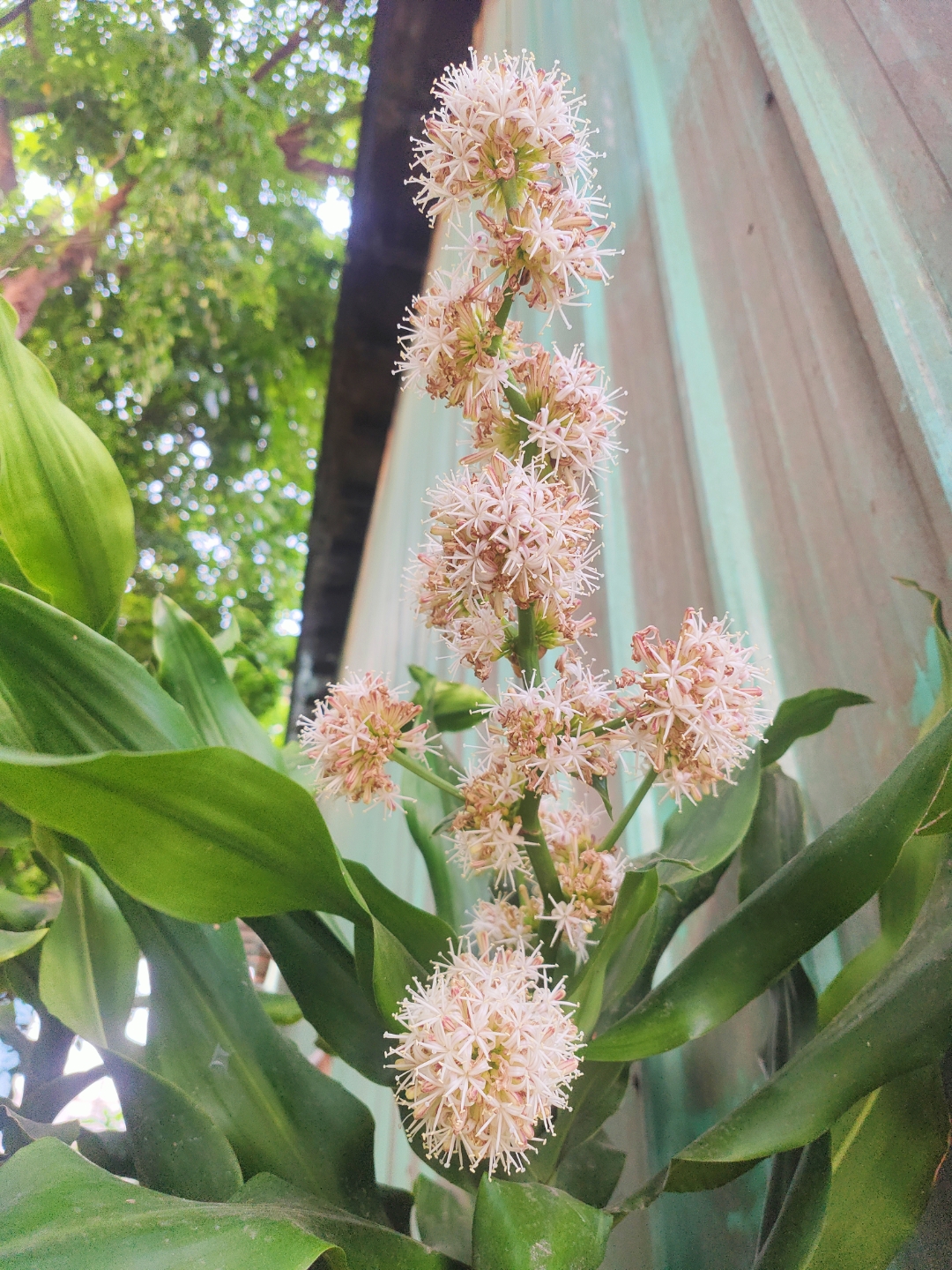 巴西铁树开花后续