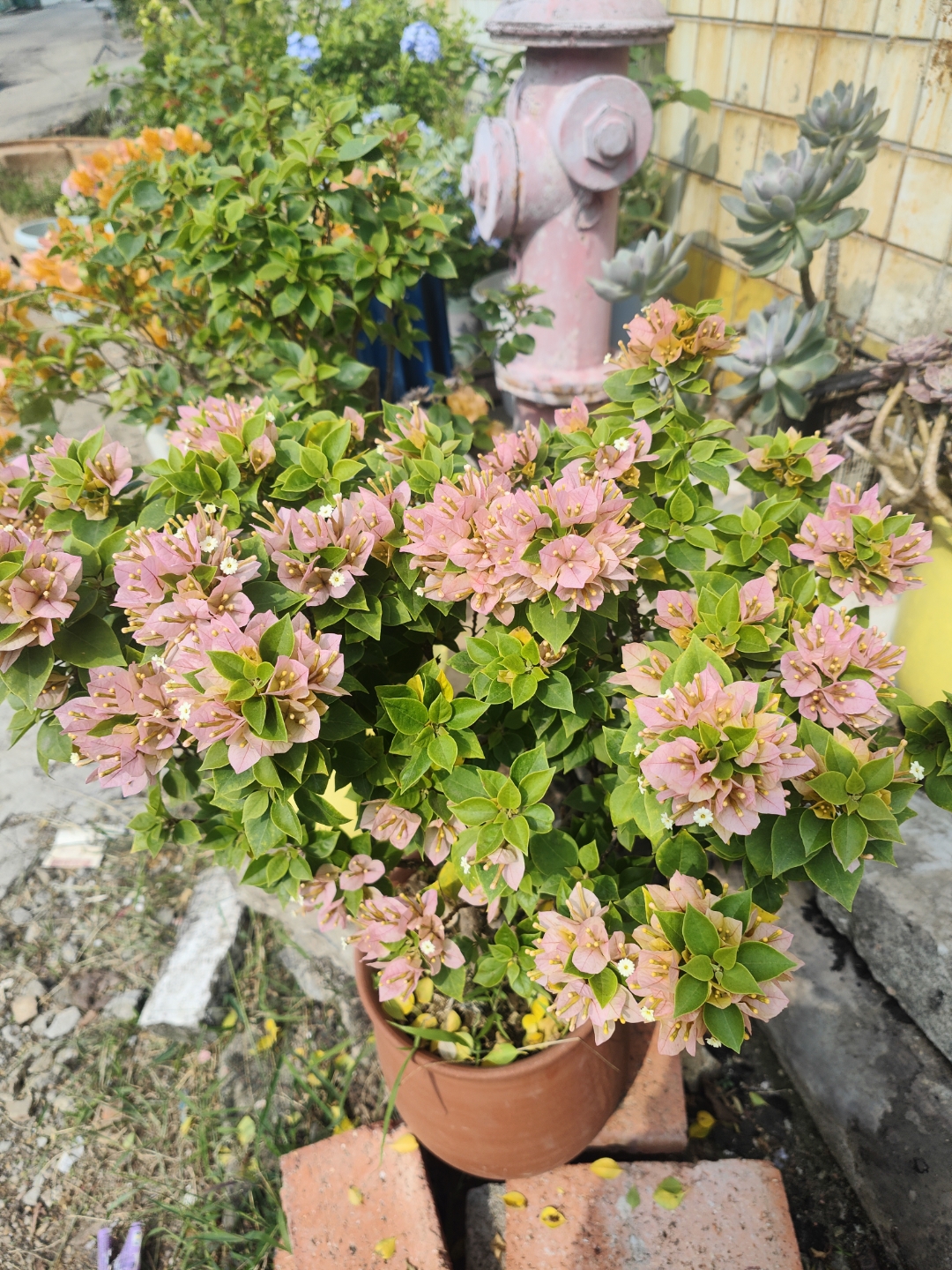 塔类三角梅复花快!花量多!非常值得拥有!#秋冬减肥逆袭指南