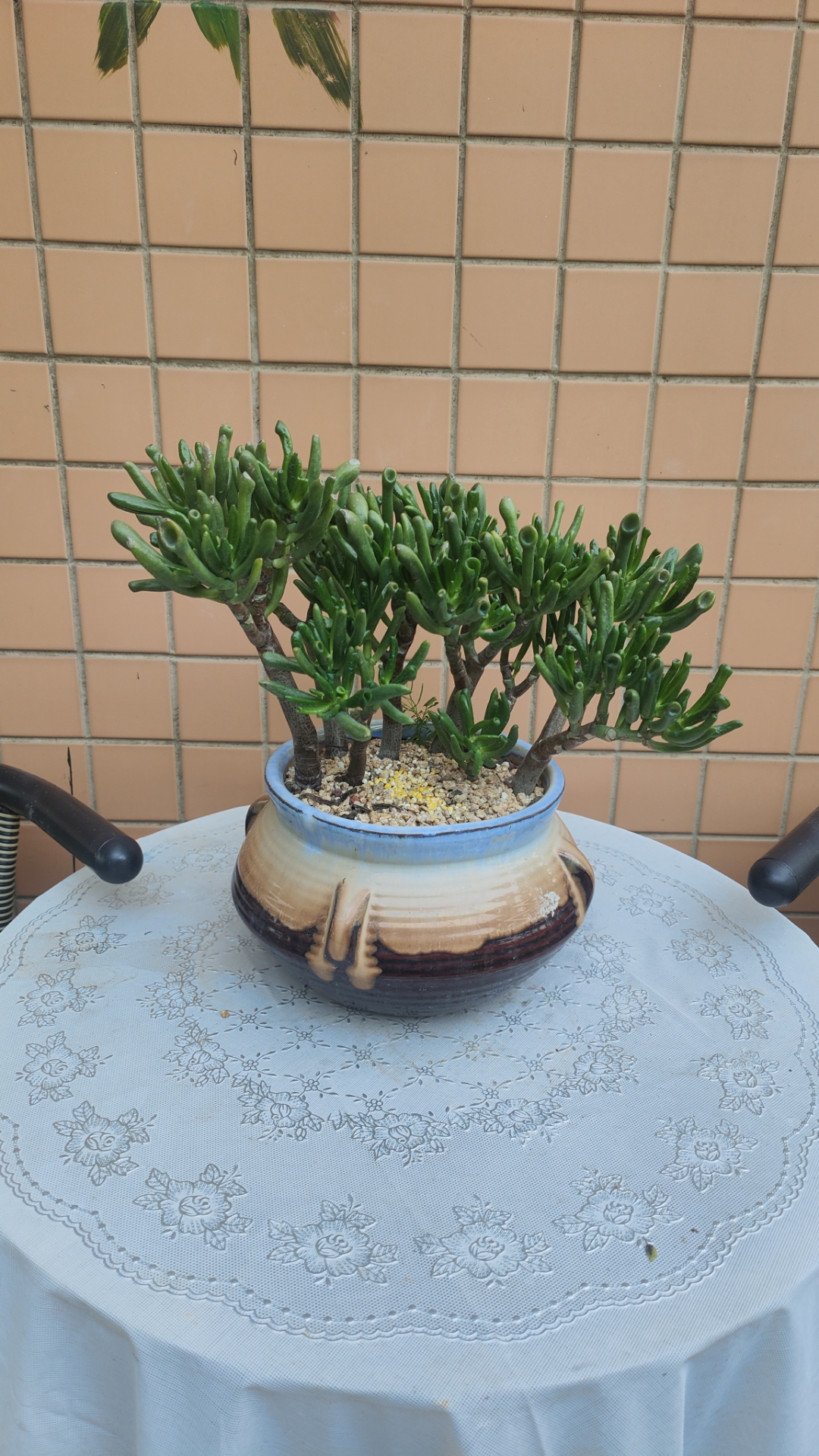 吸财树,能养活就很满足了!度夏困难户!望有养护经验肉友指点迷律!
