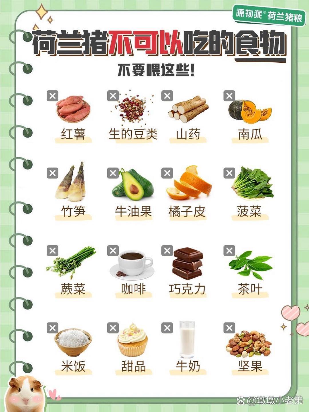 荷兰猪食物表图片