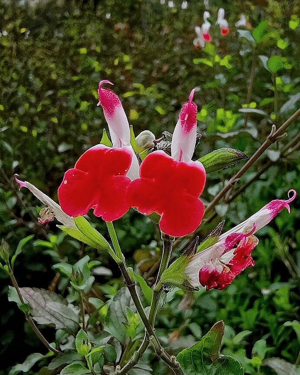 凹脉鼠尾草——花中的神仙伴侣 五一假期间,我们为了不给祖国人民添堵