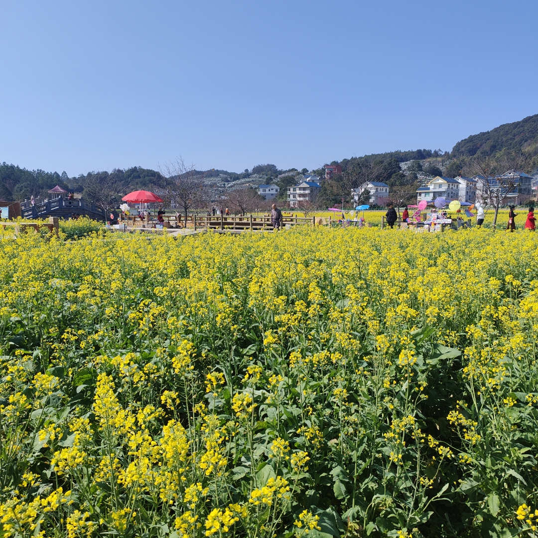 坪盘村油菜花海,山边山花94烂漫