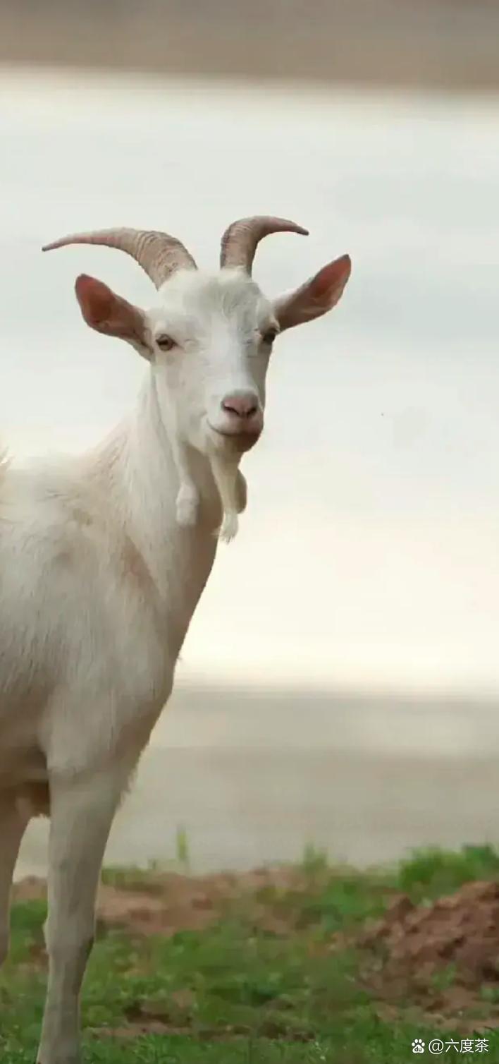 为什么羊没能成为人类的宠物?