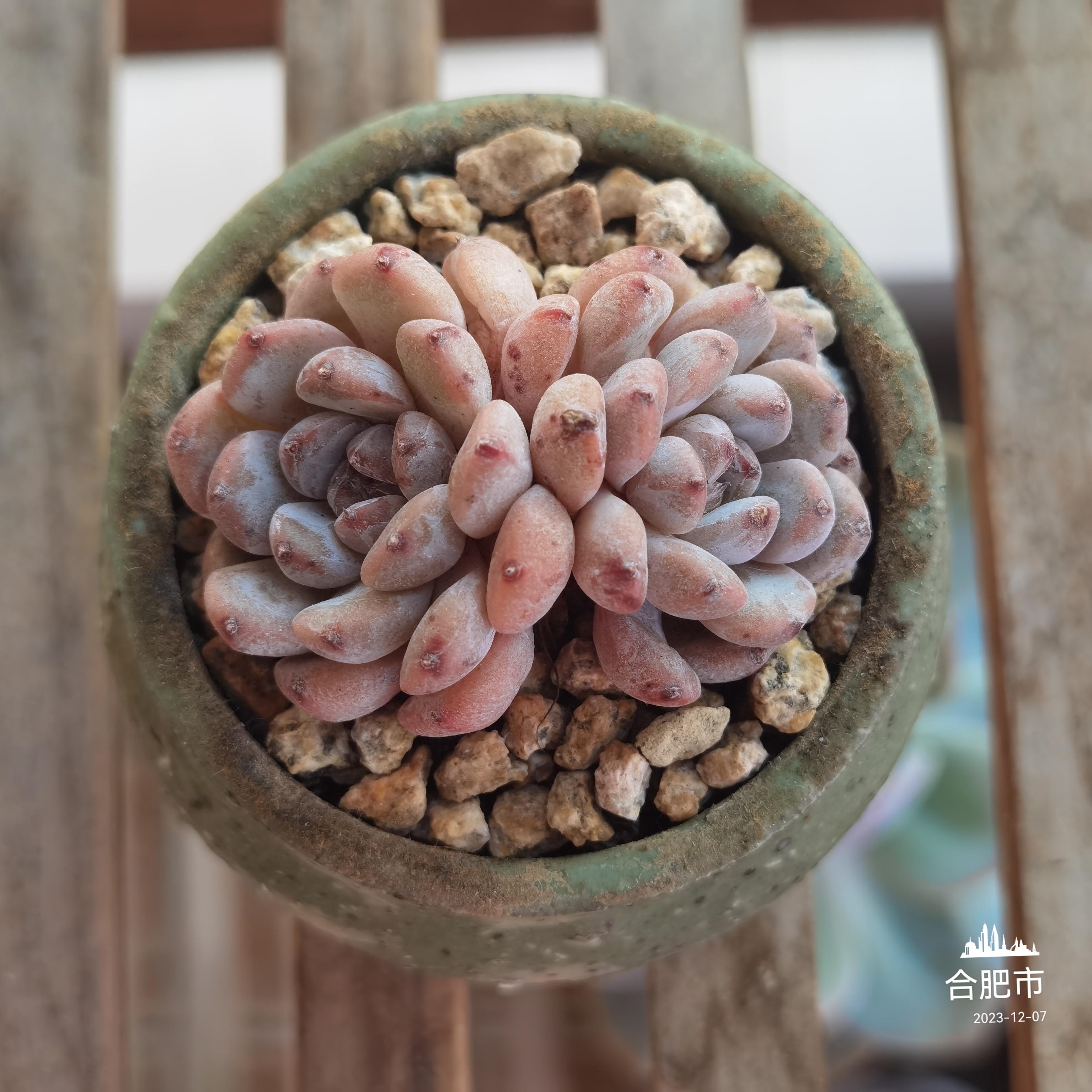 感觉养多肉的乐趣就是在于看它们经过时间的洗礼,颜值达到极致.